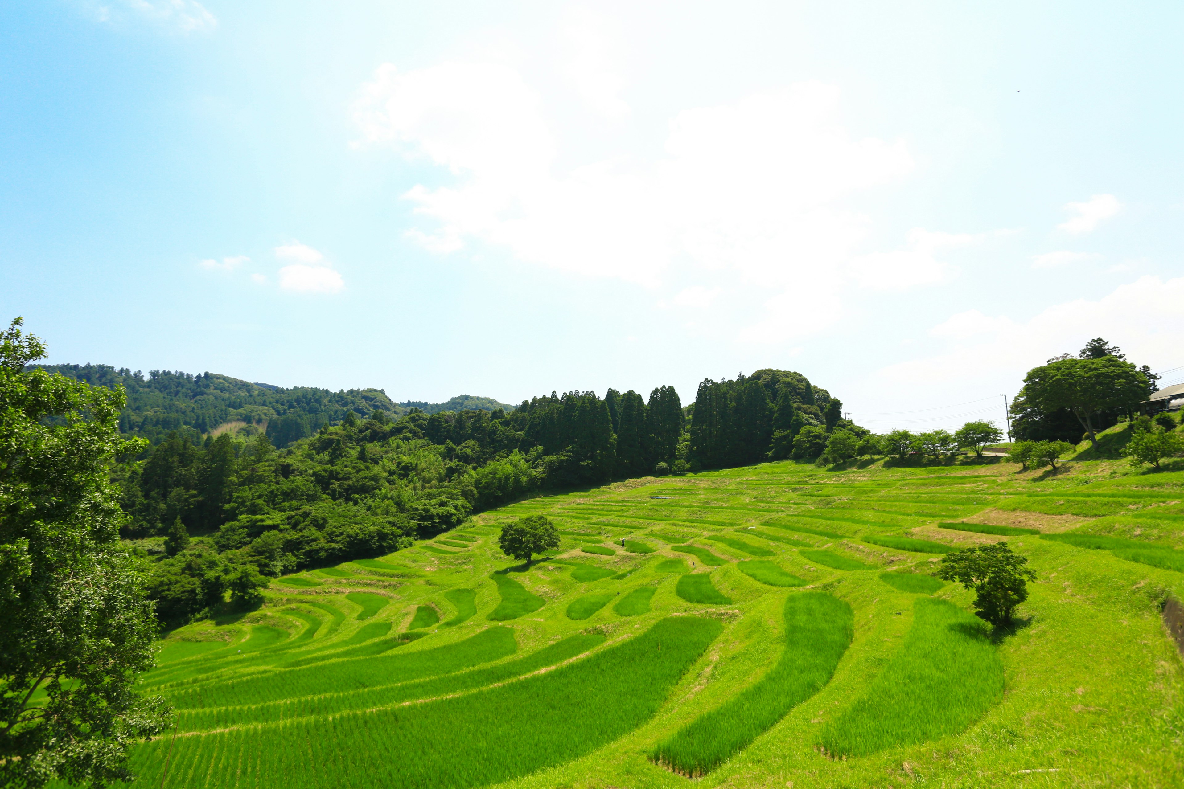 緑の稲田が広がる風景と青空