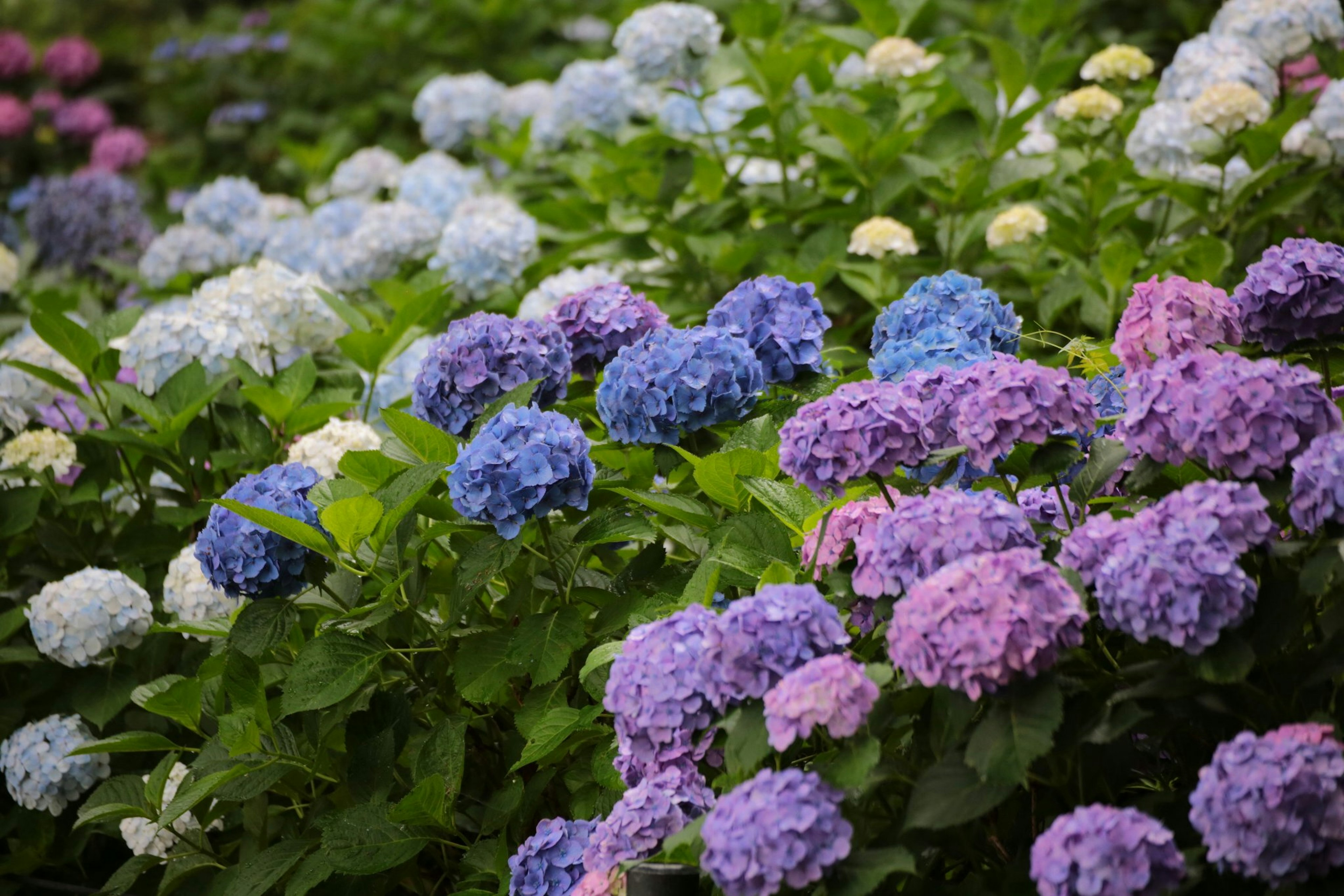 Sebuah taman yang indah dipenuhi dengan bunga hortensia biru dan ungu