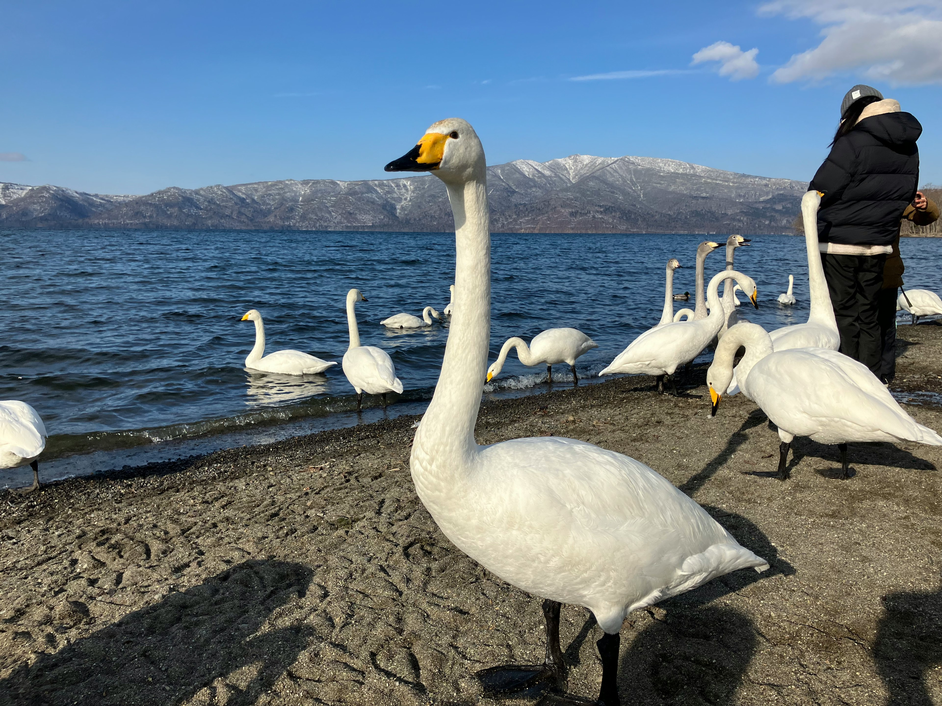 白鳥が水辺に集まっている風景