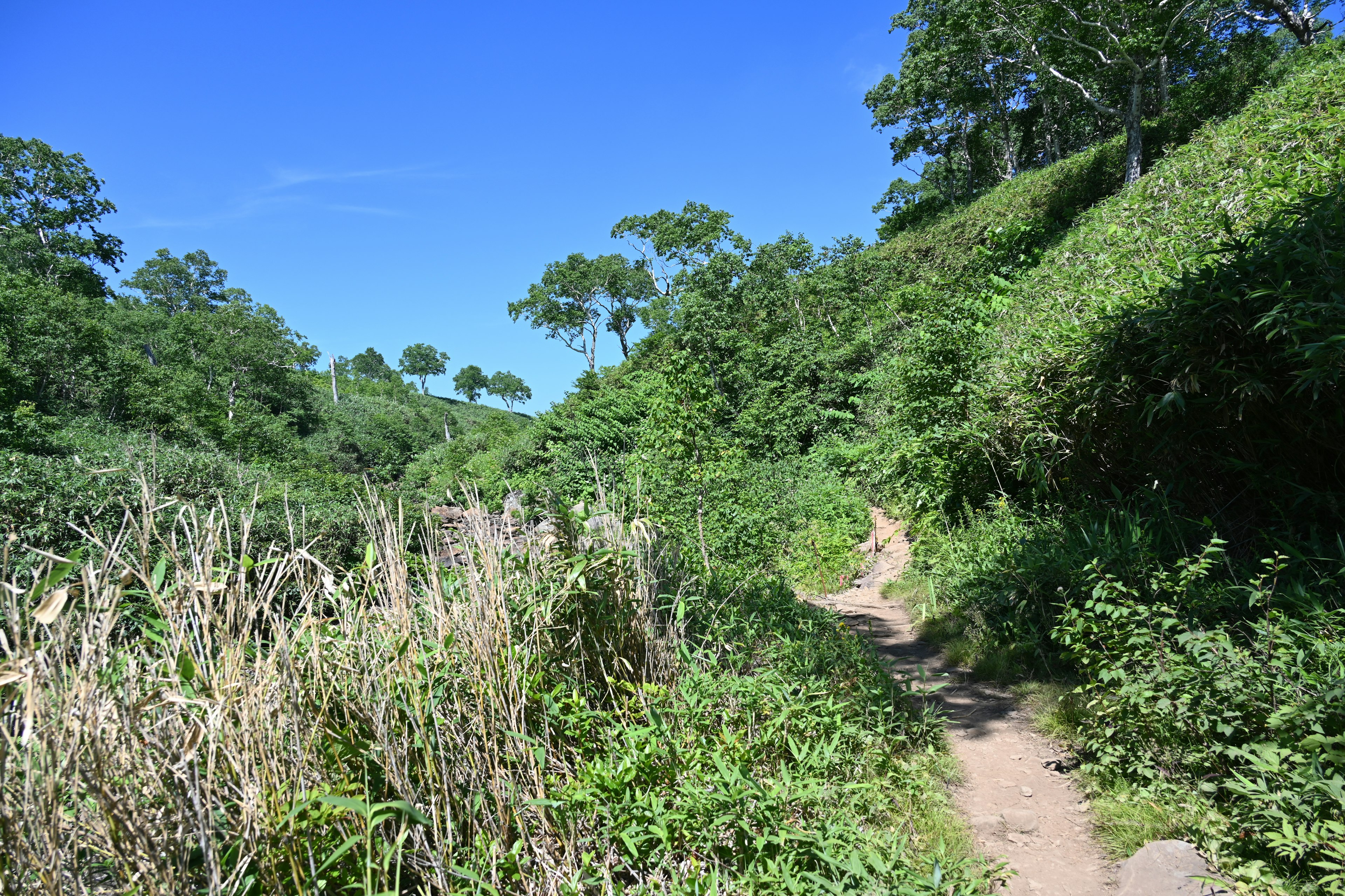 Camino pintoresco rodeado de vegetación bajo un cielo azul claro