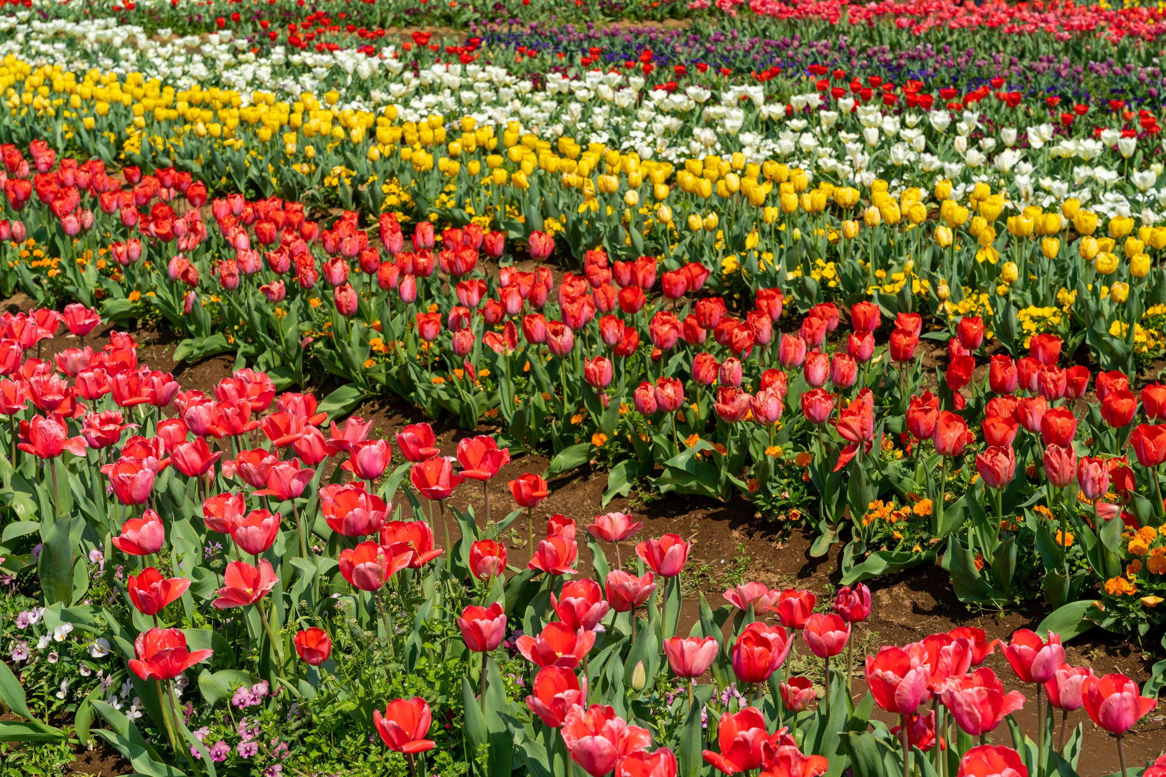 Campo de tulipanes vibrantes con filas de flores rojas amarillas y blancas