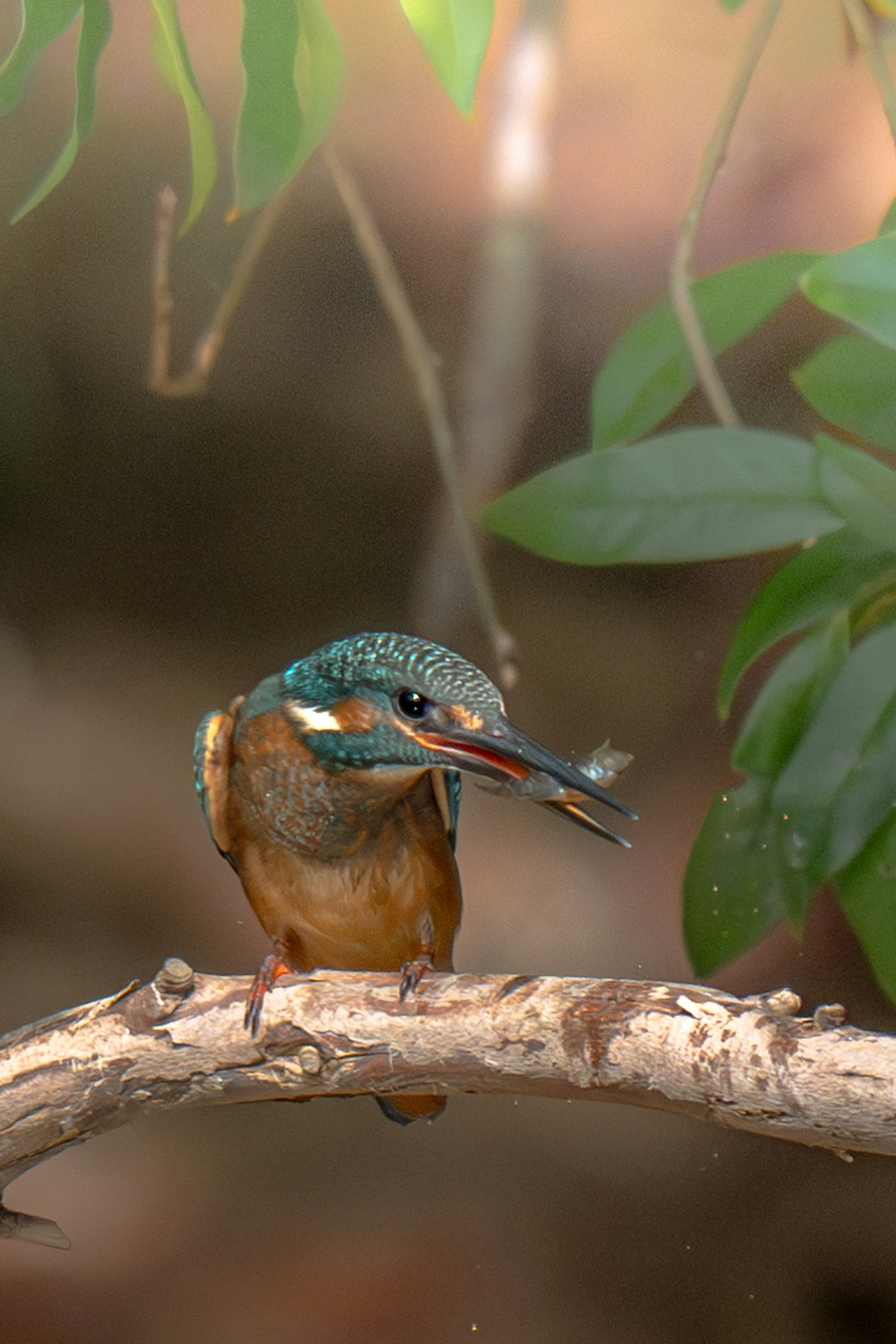 Un martin-pêcheur perché sur une branche tenant un poisson