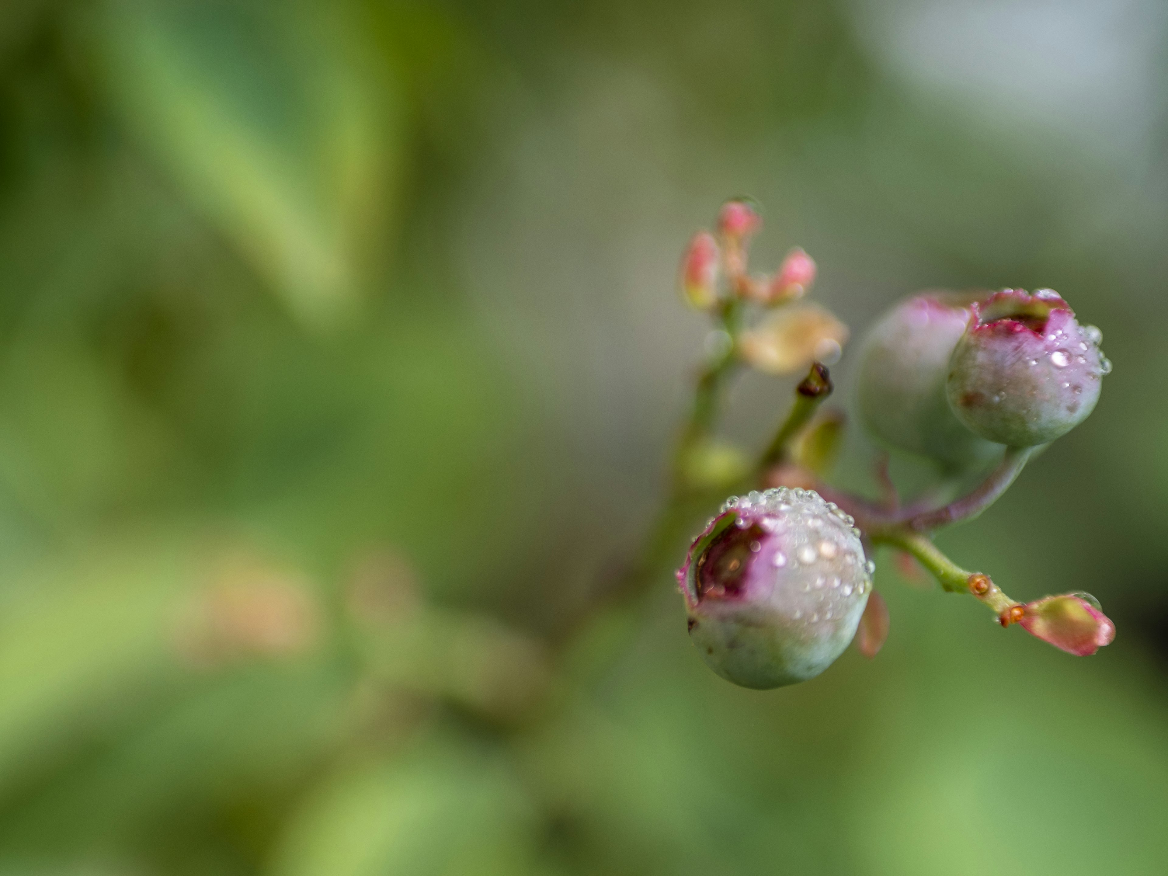 青いブルーベリーのつぼみと新芽がある植物のクローズアップ