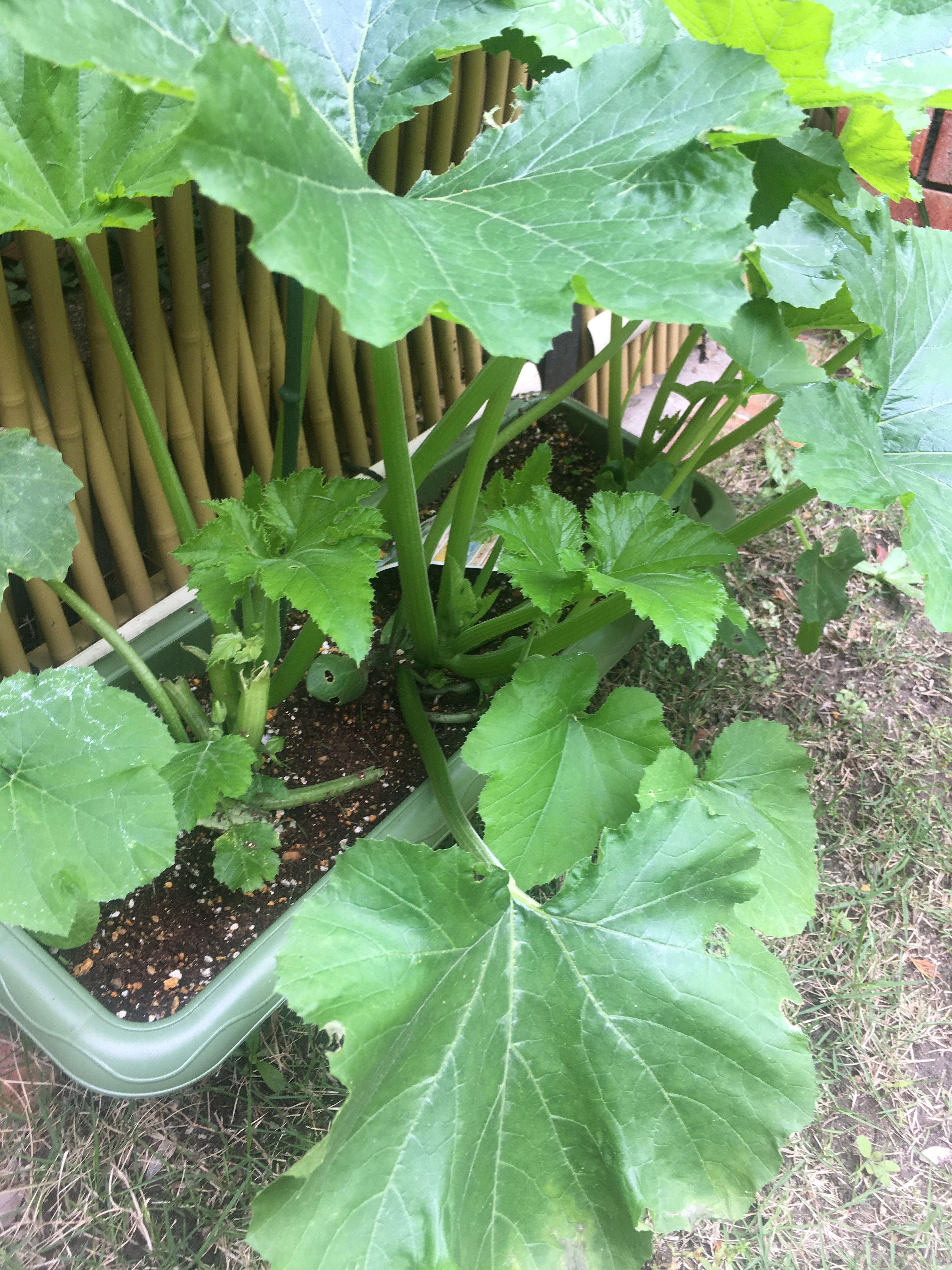 茂盛的西葫芦植物，带有大叶子，种在容器中