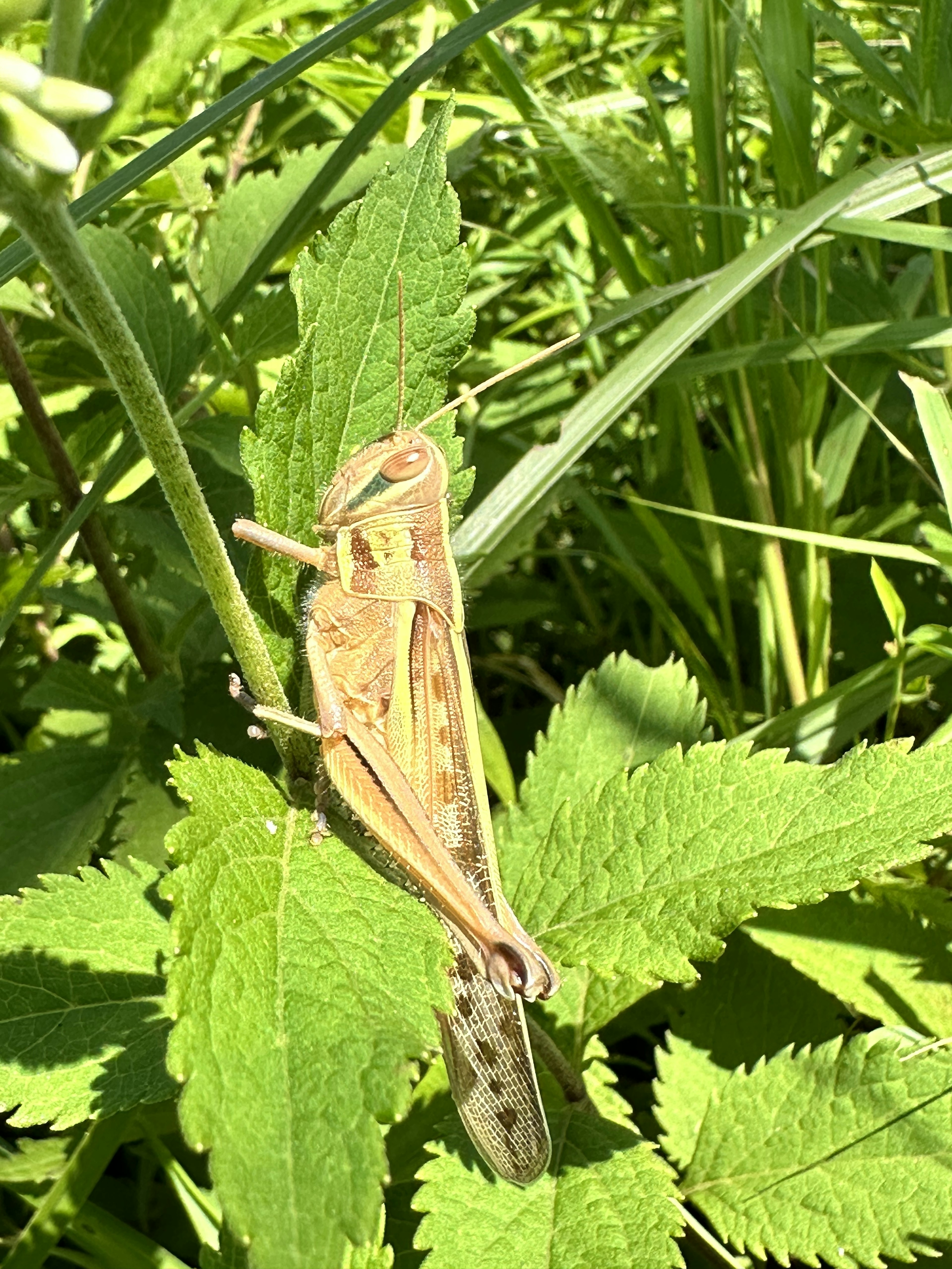 Close-up of a brown grasshopper on green leaves