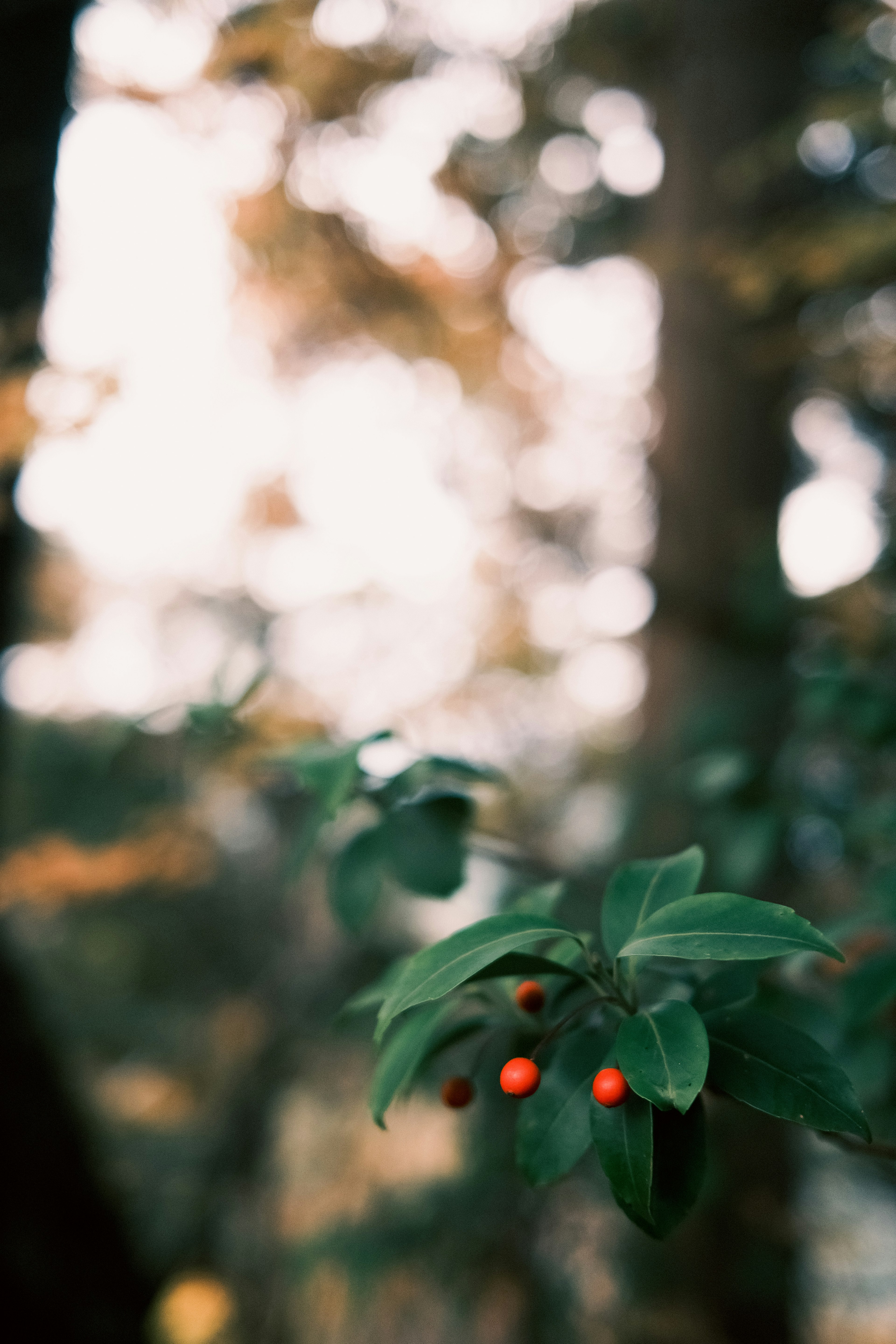 Close-up of a plant with green leaves and red berries