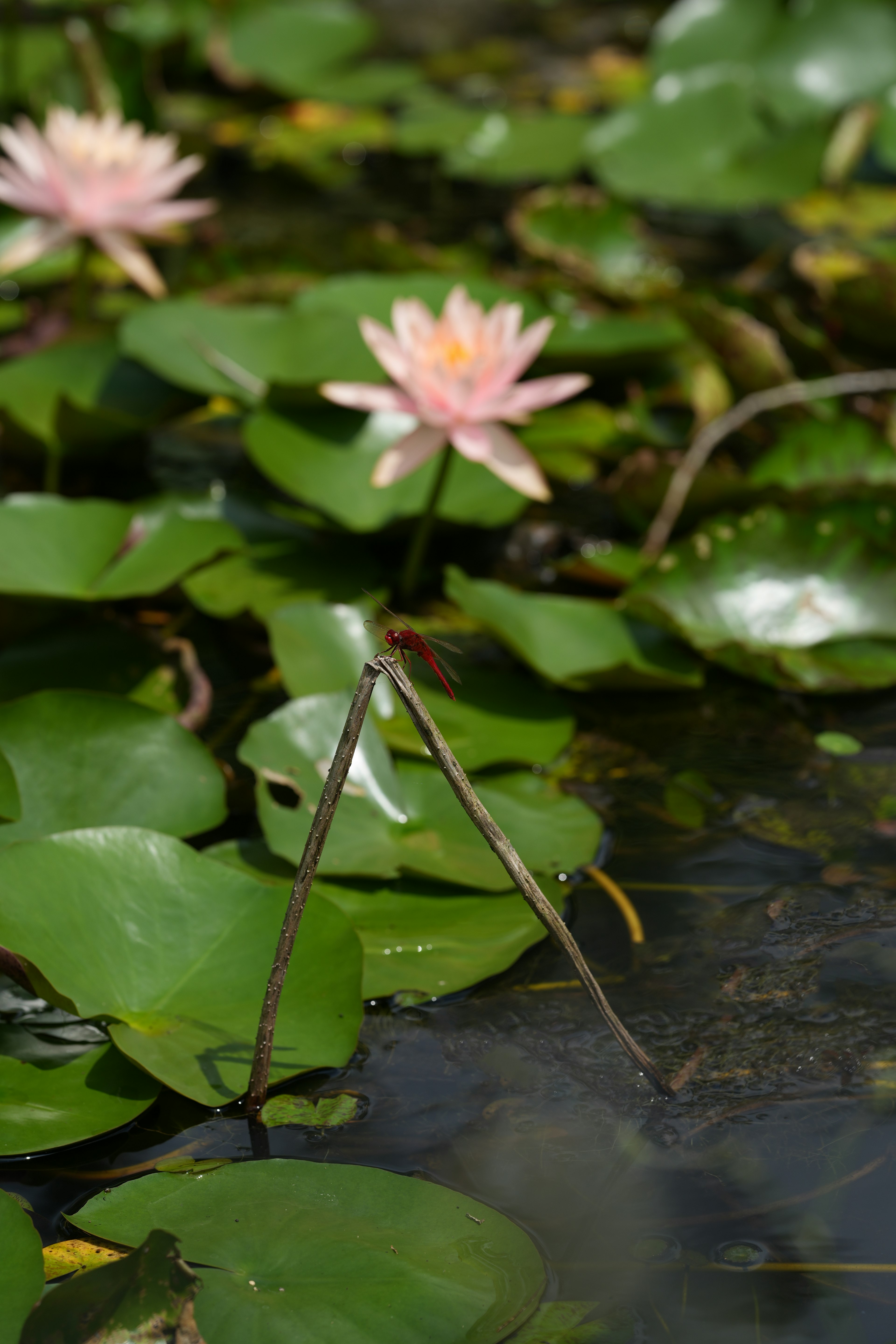 Una scena di un laghetto sereno con fiori di ninfea rosa tra le foglie verdi