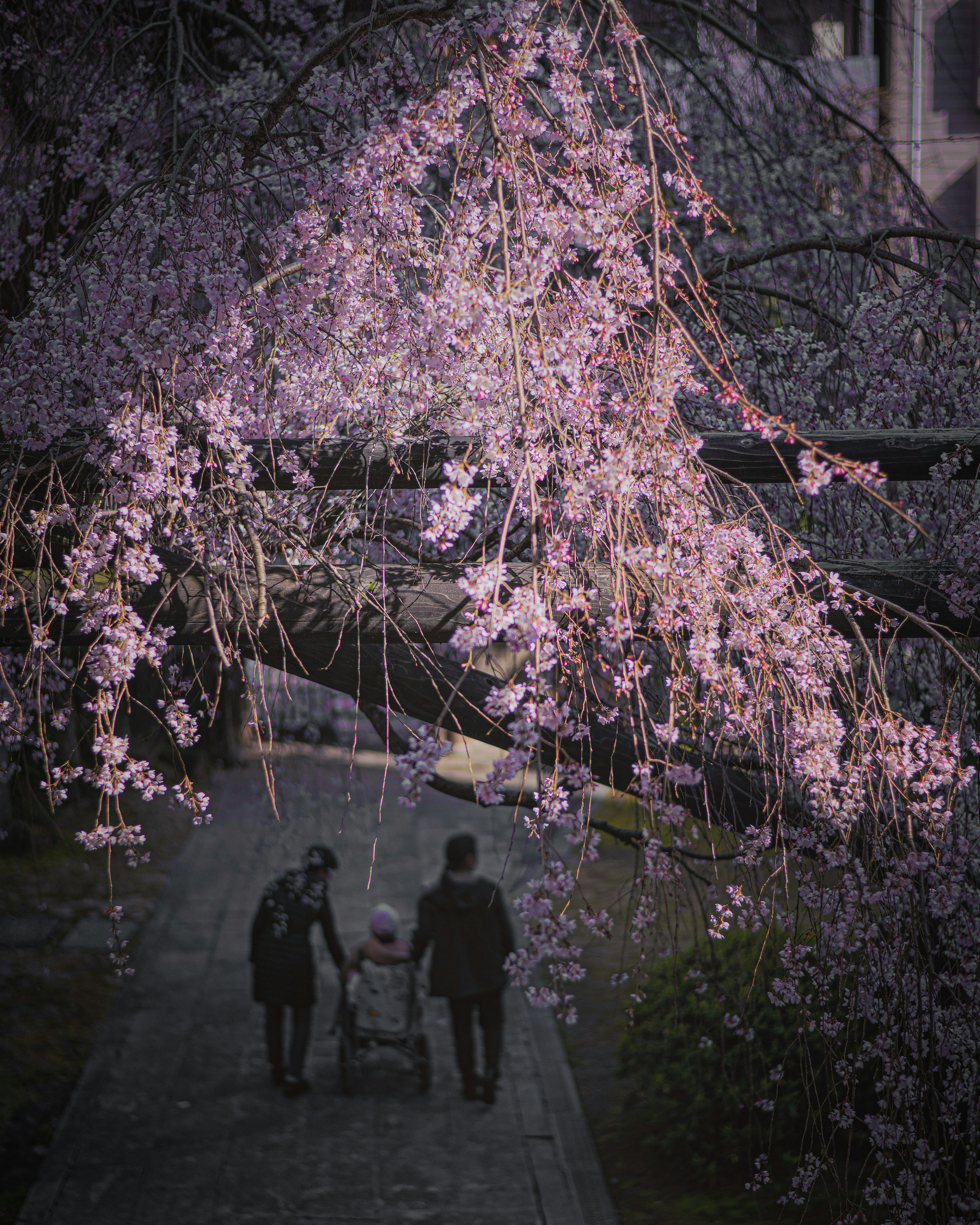 Silhouette of a parent and child walking under a cherry blossom tree