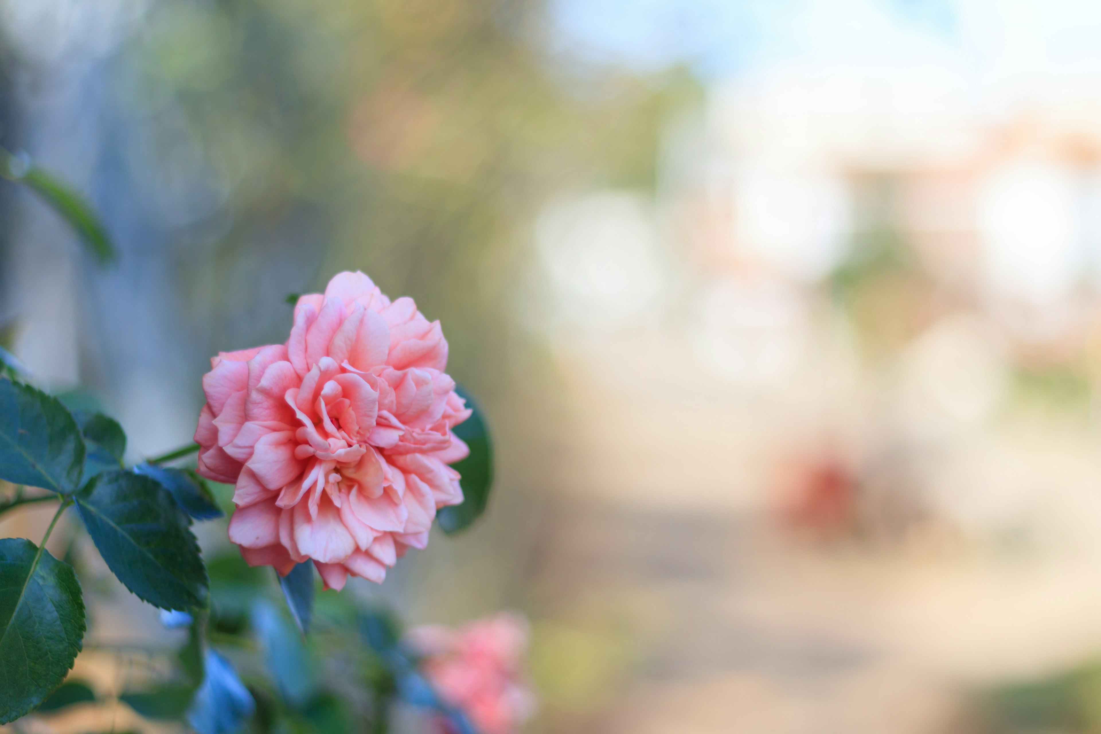 Primer plano de una flor rosa suave con fondo borroso