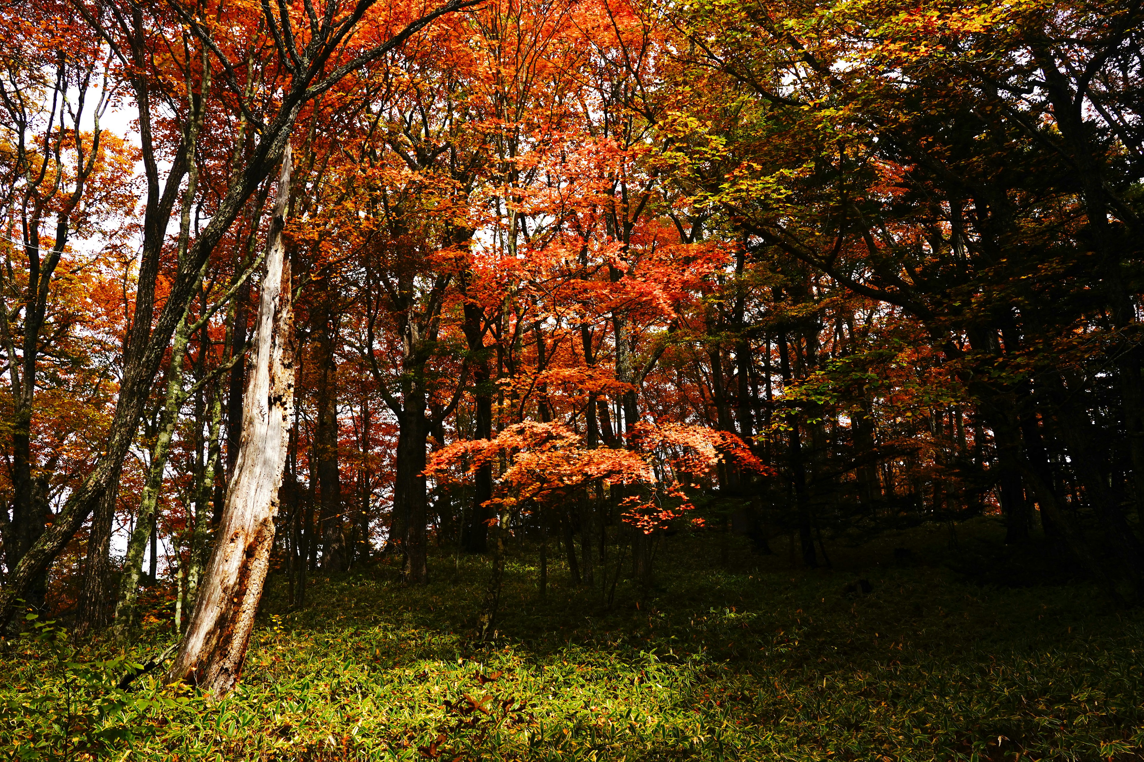 Una bella scena forestale con foglie autunnali color arancione e erba verde