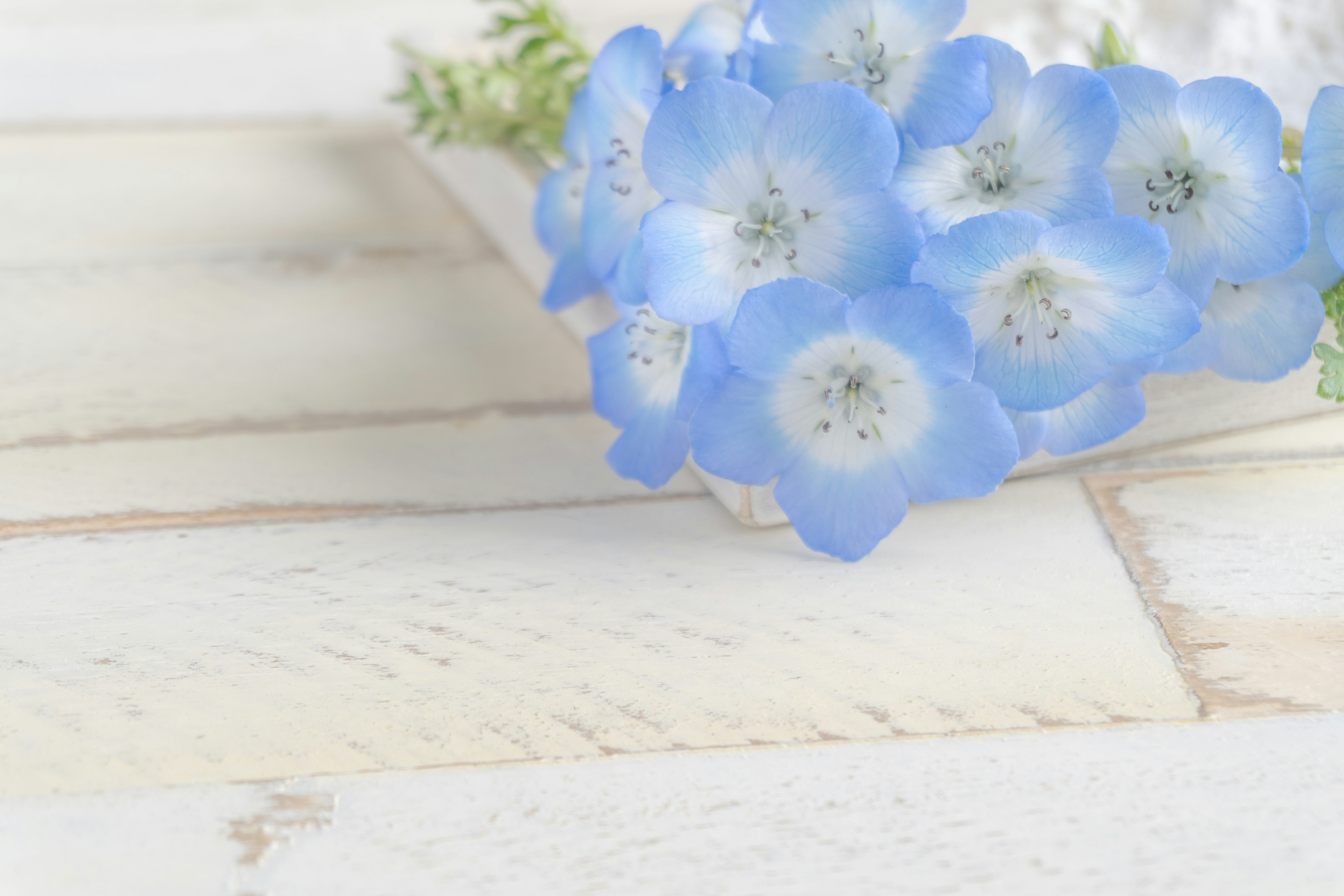 Zarte blaue Blumen auf einem weißen Holztisch