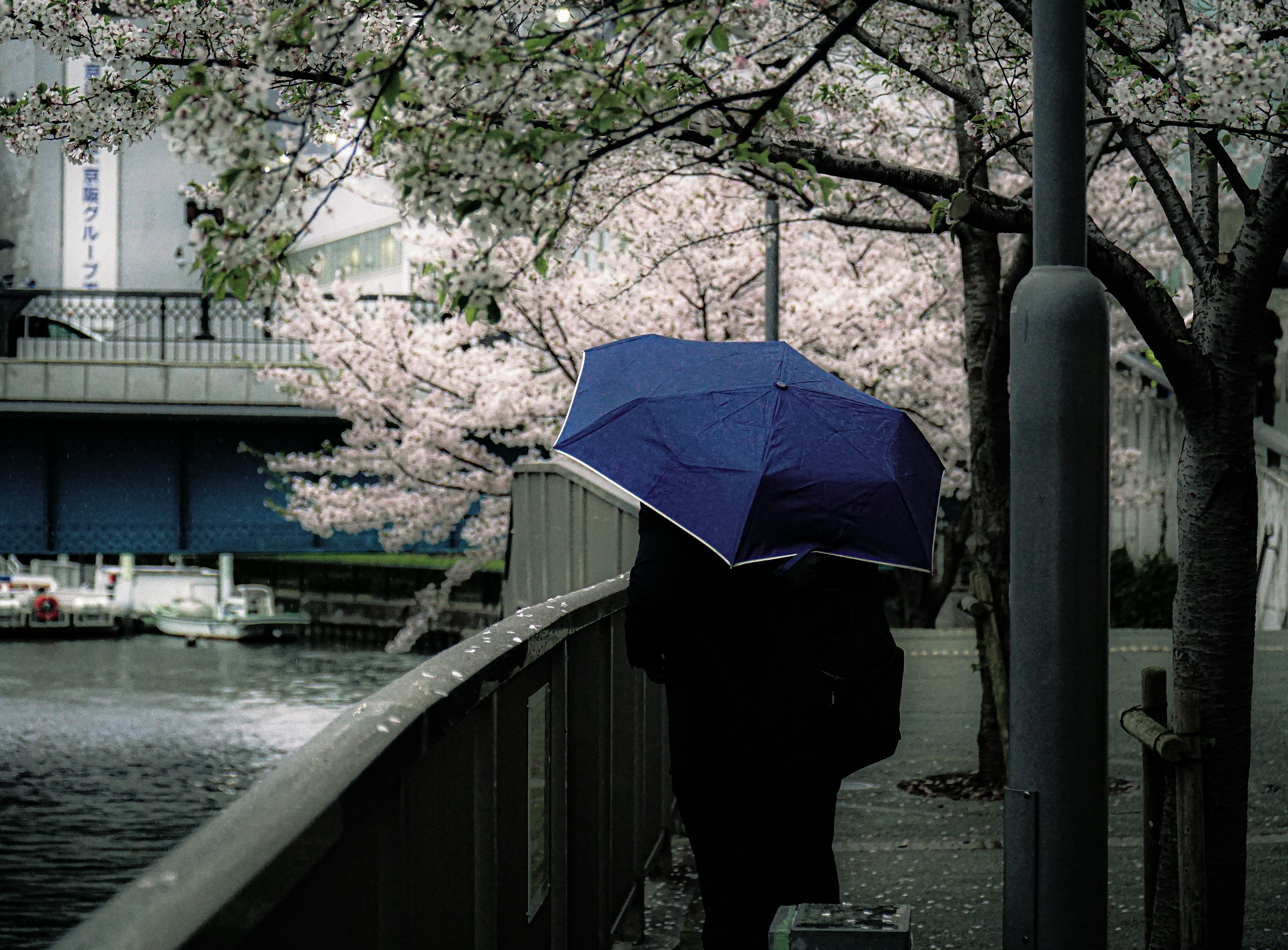 Person walking under cherry blossom trees holding a blue umbrella