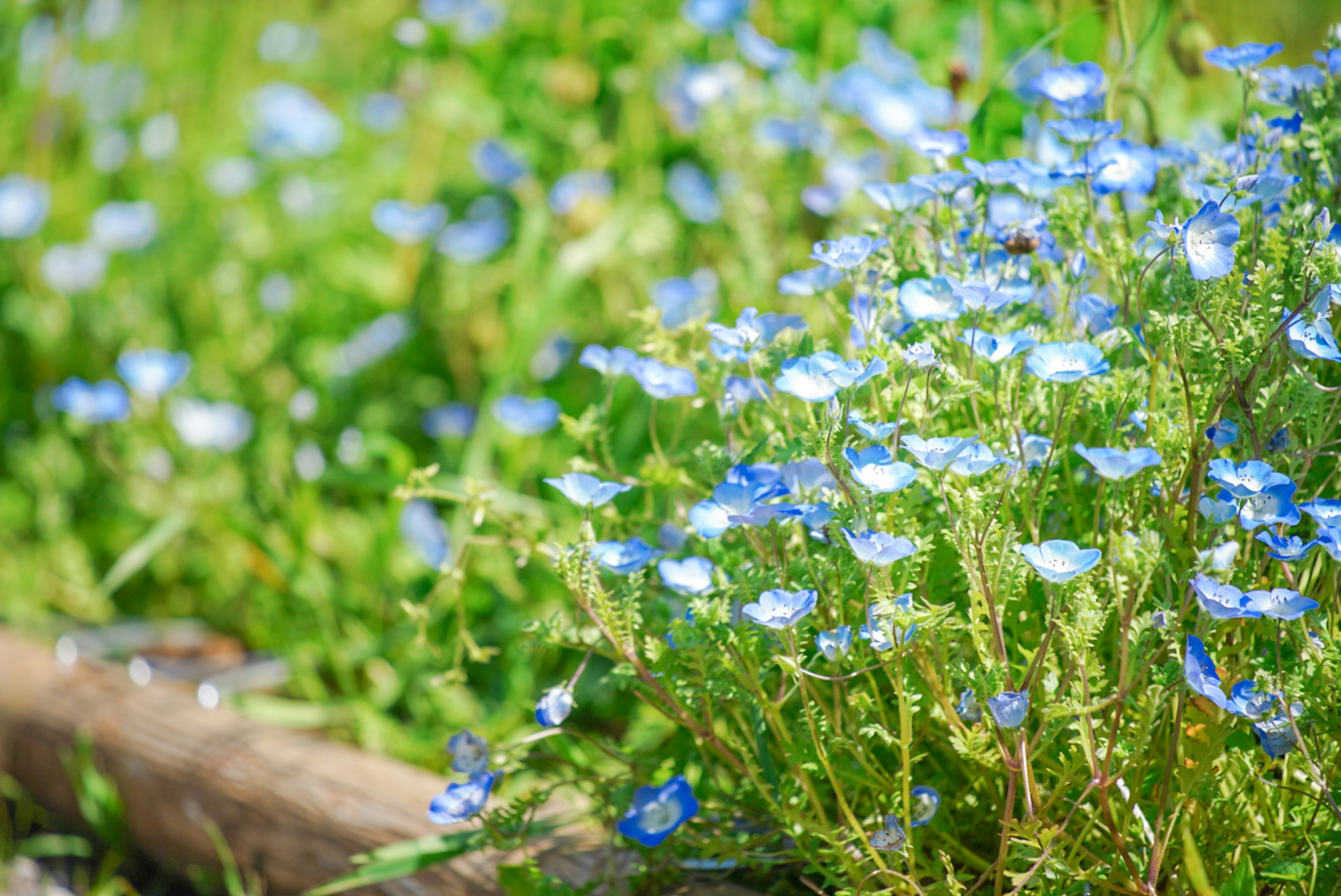 青い花が咲く緑の草原の風景