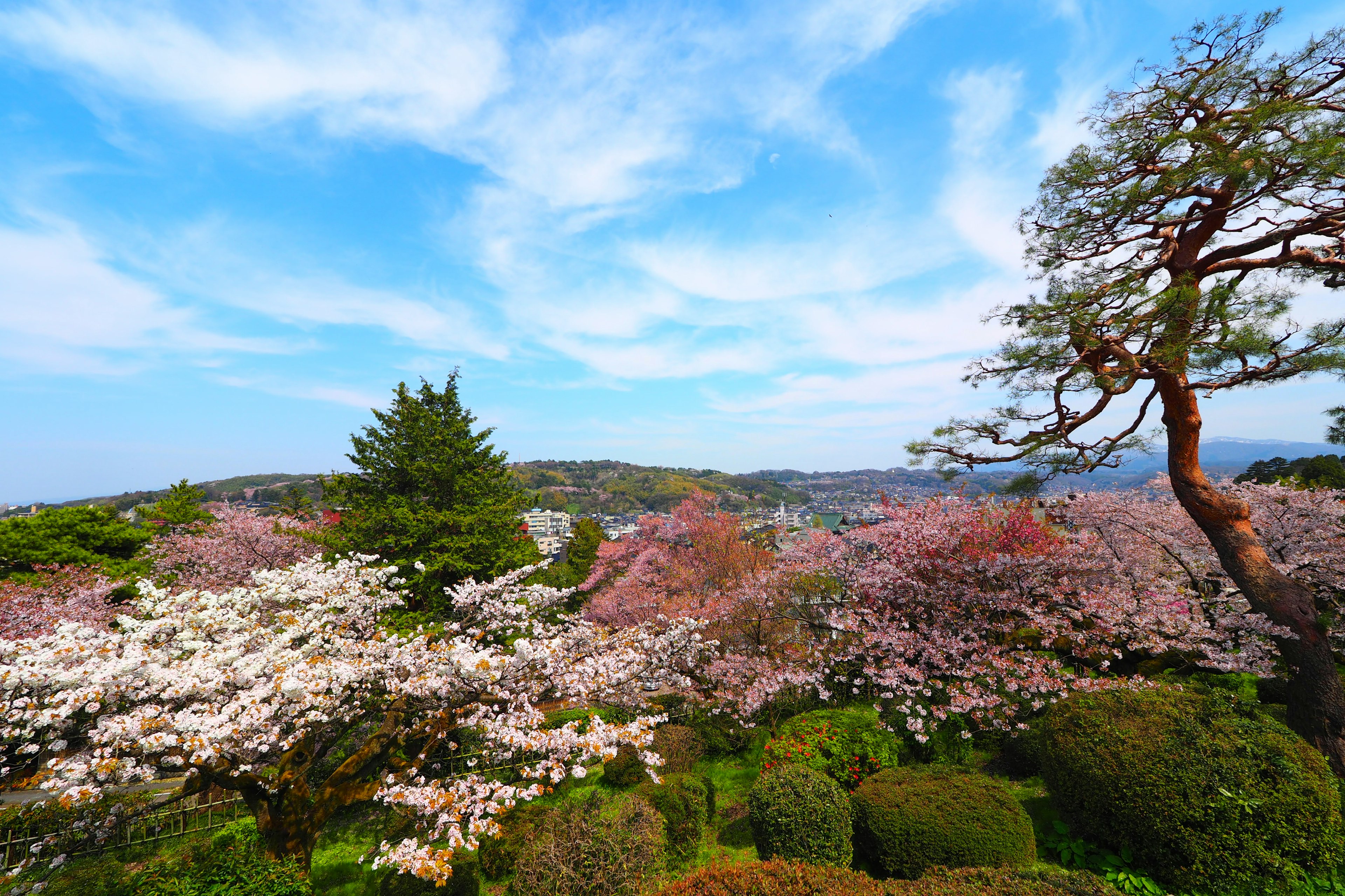 Schöne Landschaft mit blühenden Kirschbäumen und weitem blauen Himmel