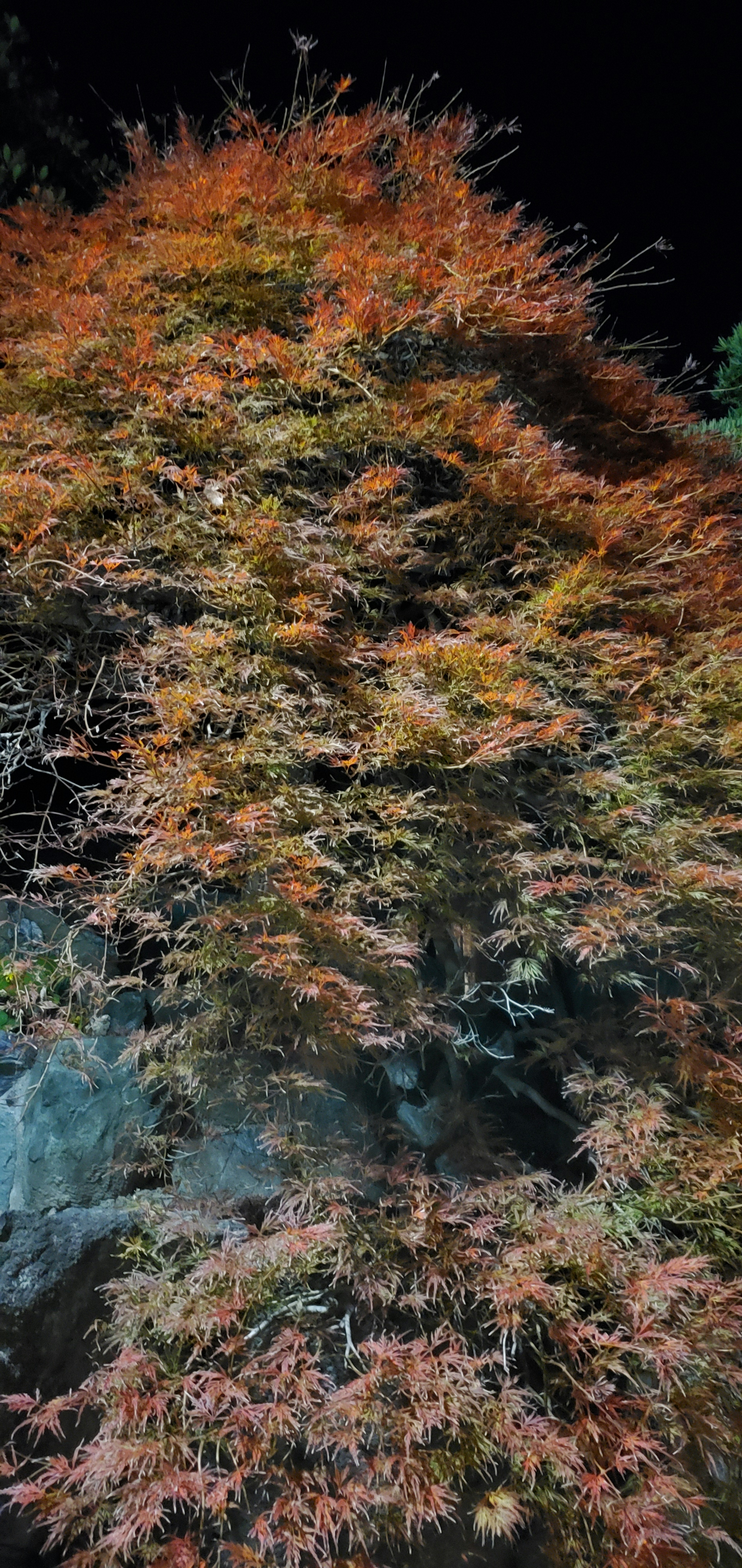 Imagen de un árbol con hojas rojas y naranjas vibrantes por la noche