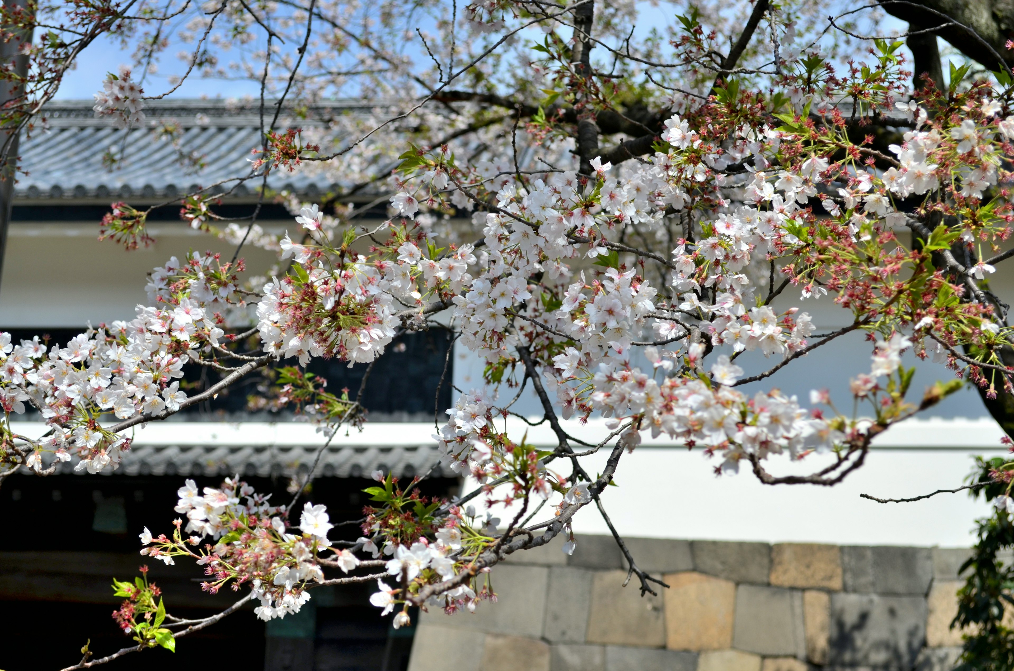 Cherry blossom tree in bloom with traditional Japanese architecture in the background