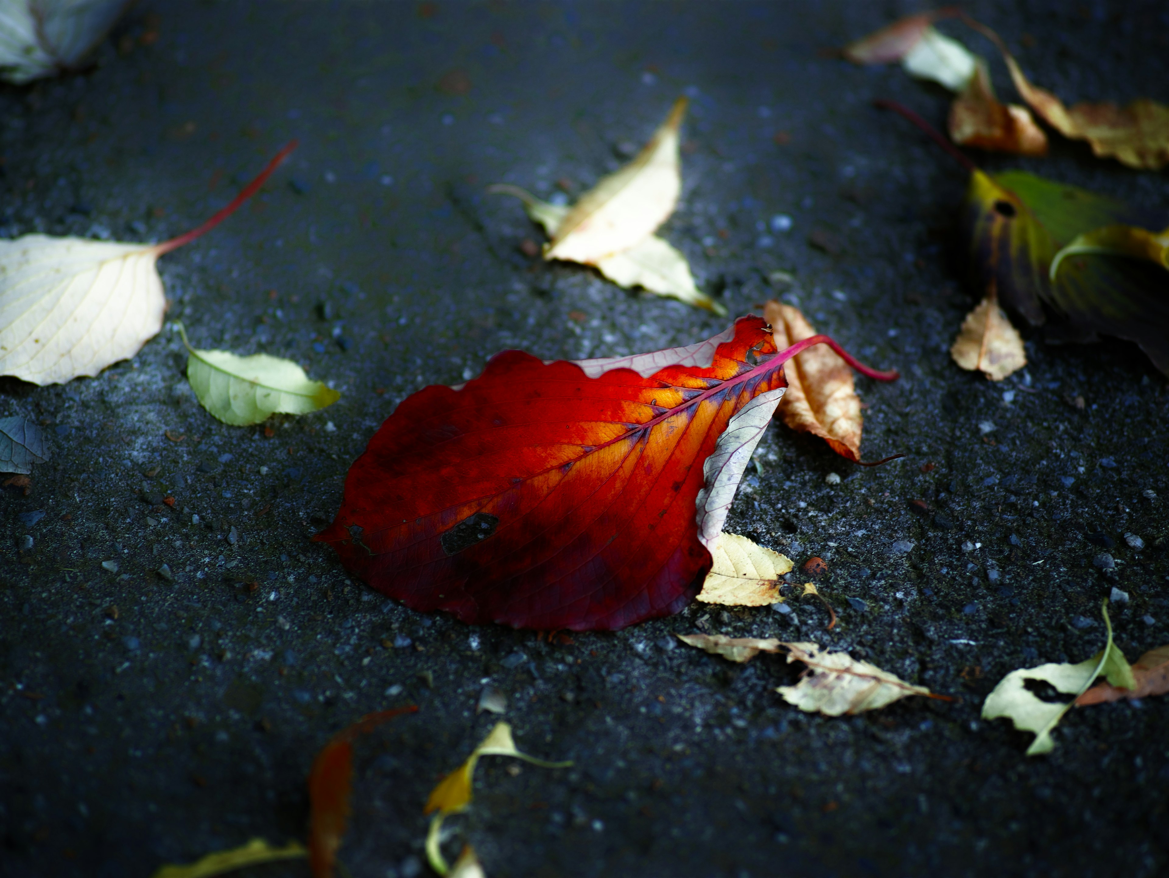 A vibrant red leaf resting on a gray surface among other fallen leaves