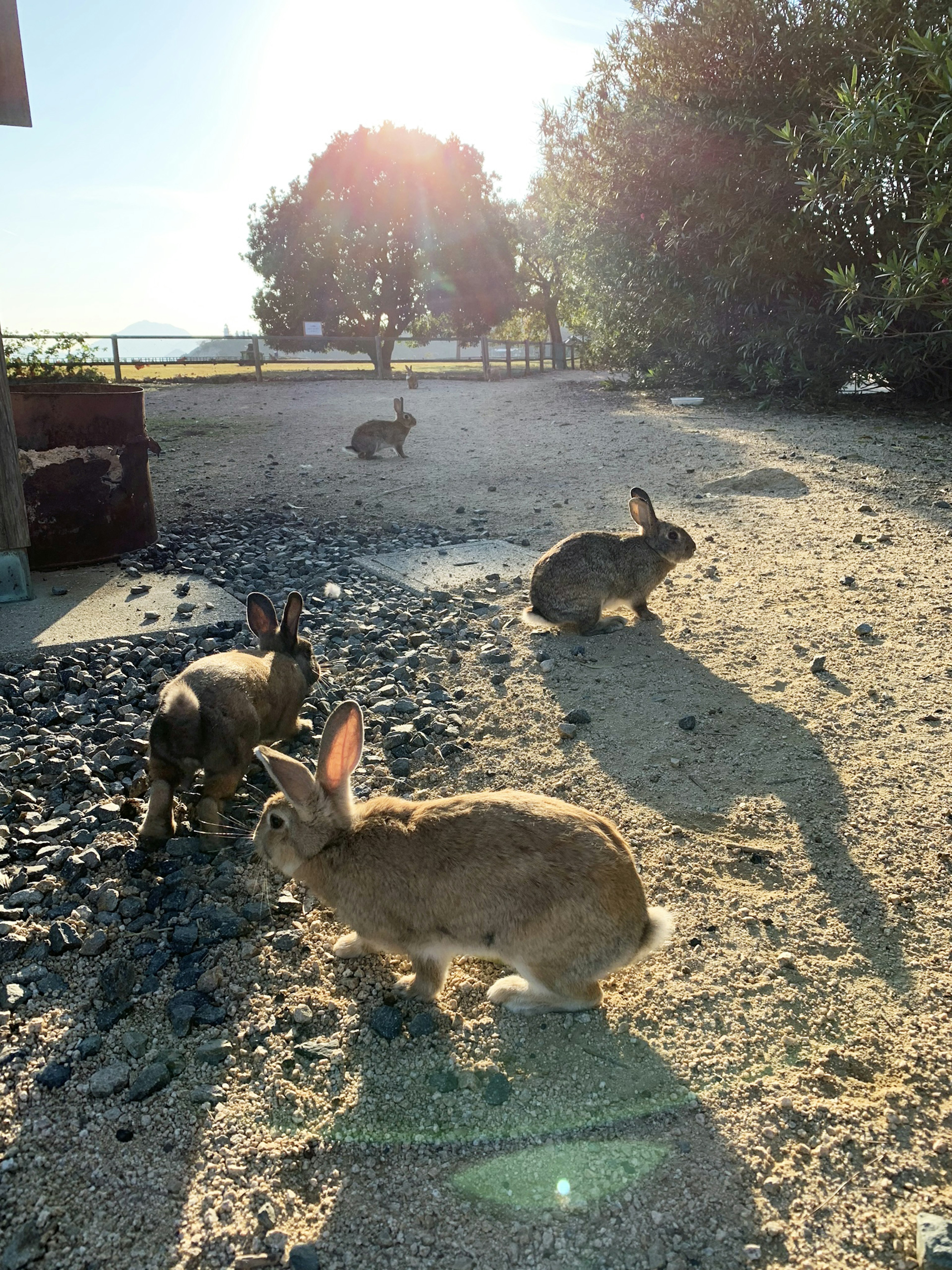 日差しの中で遊ぶウサギたちの群れ