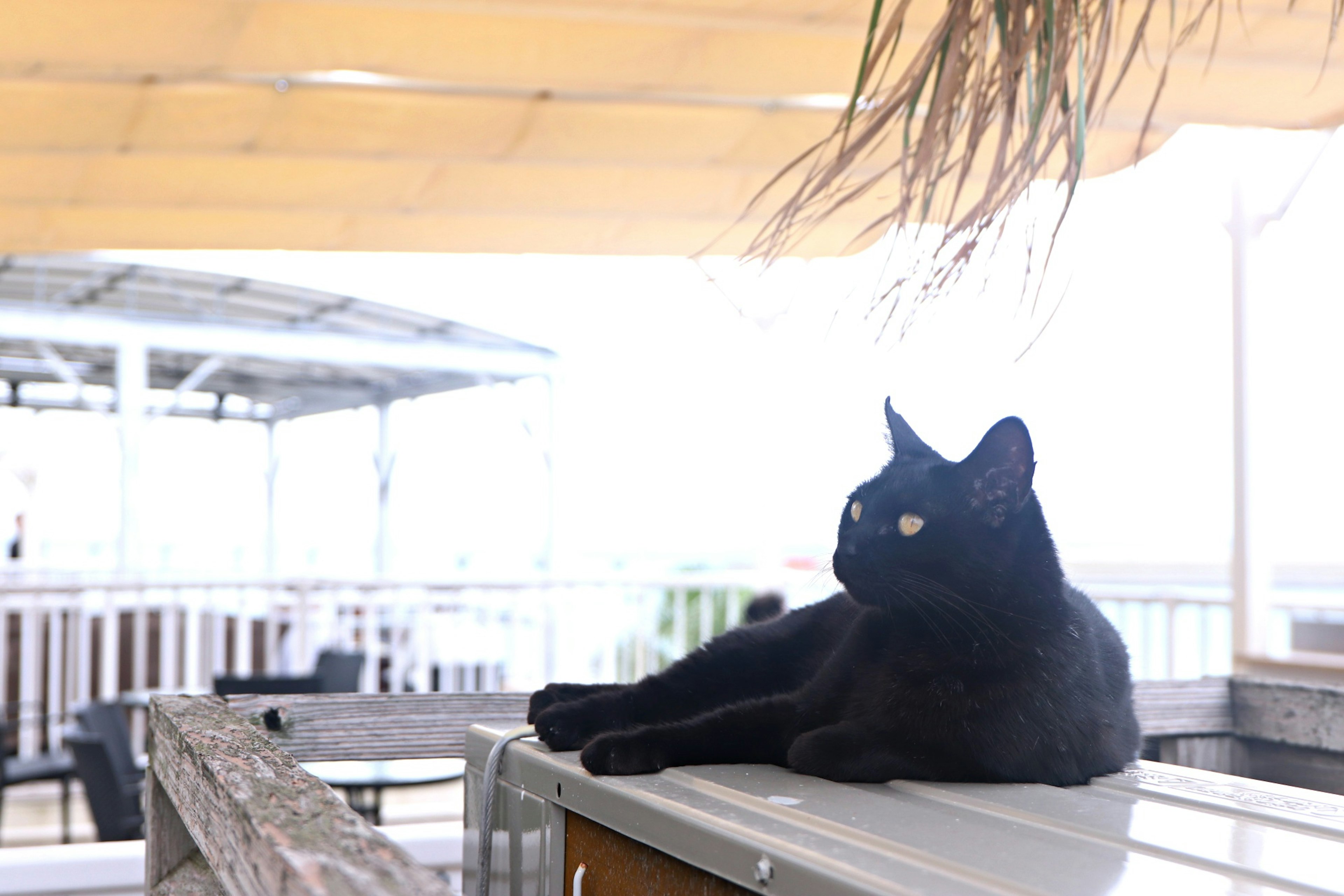 Black cat lounging outdoors on a sunny day