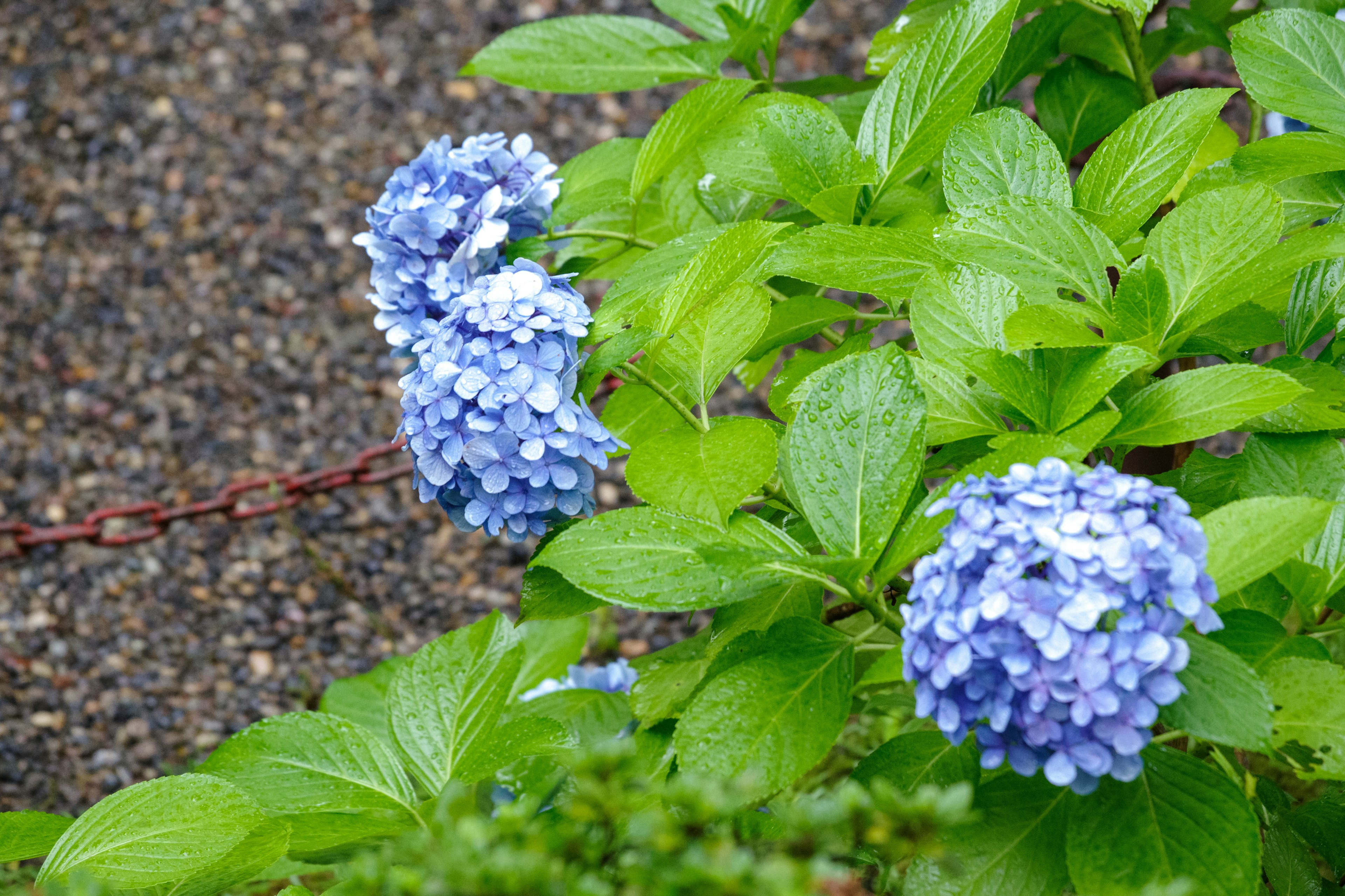 特写的植物，带有蓝色花朵和绿色叶子