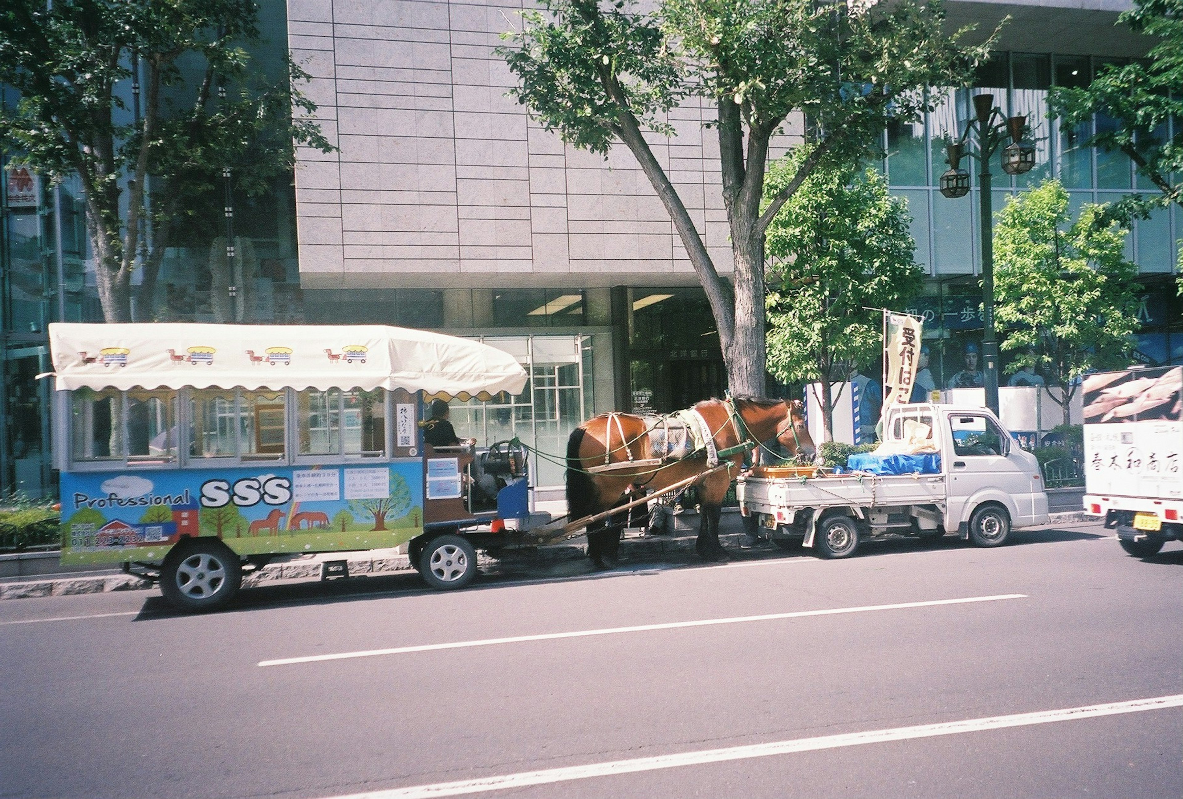 Un cheval transporté sur une remorque dans un cadre urbain