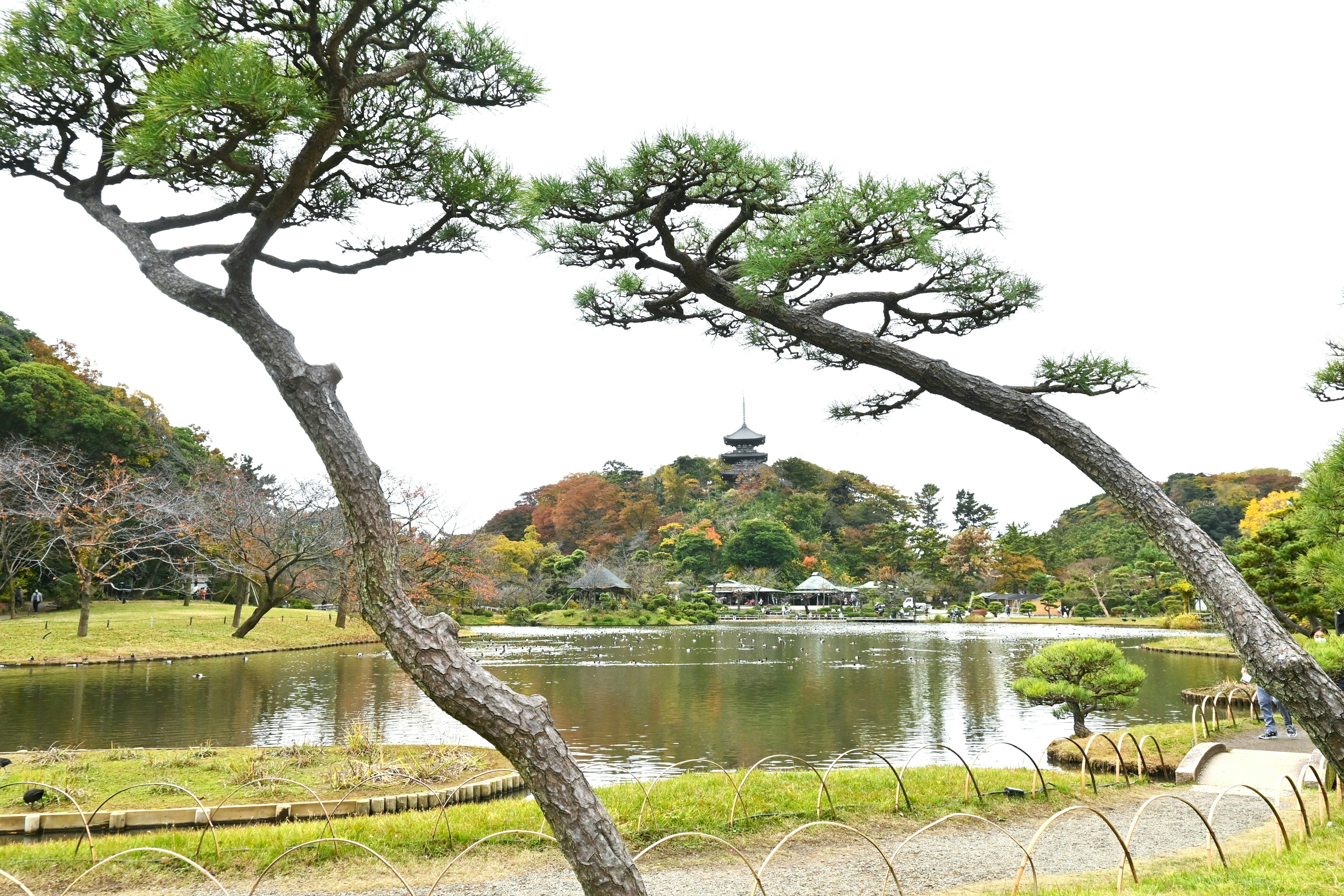 弯曲的松树在日本花园中，宁静的池塘和秋天的树叶