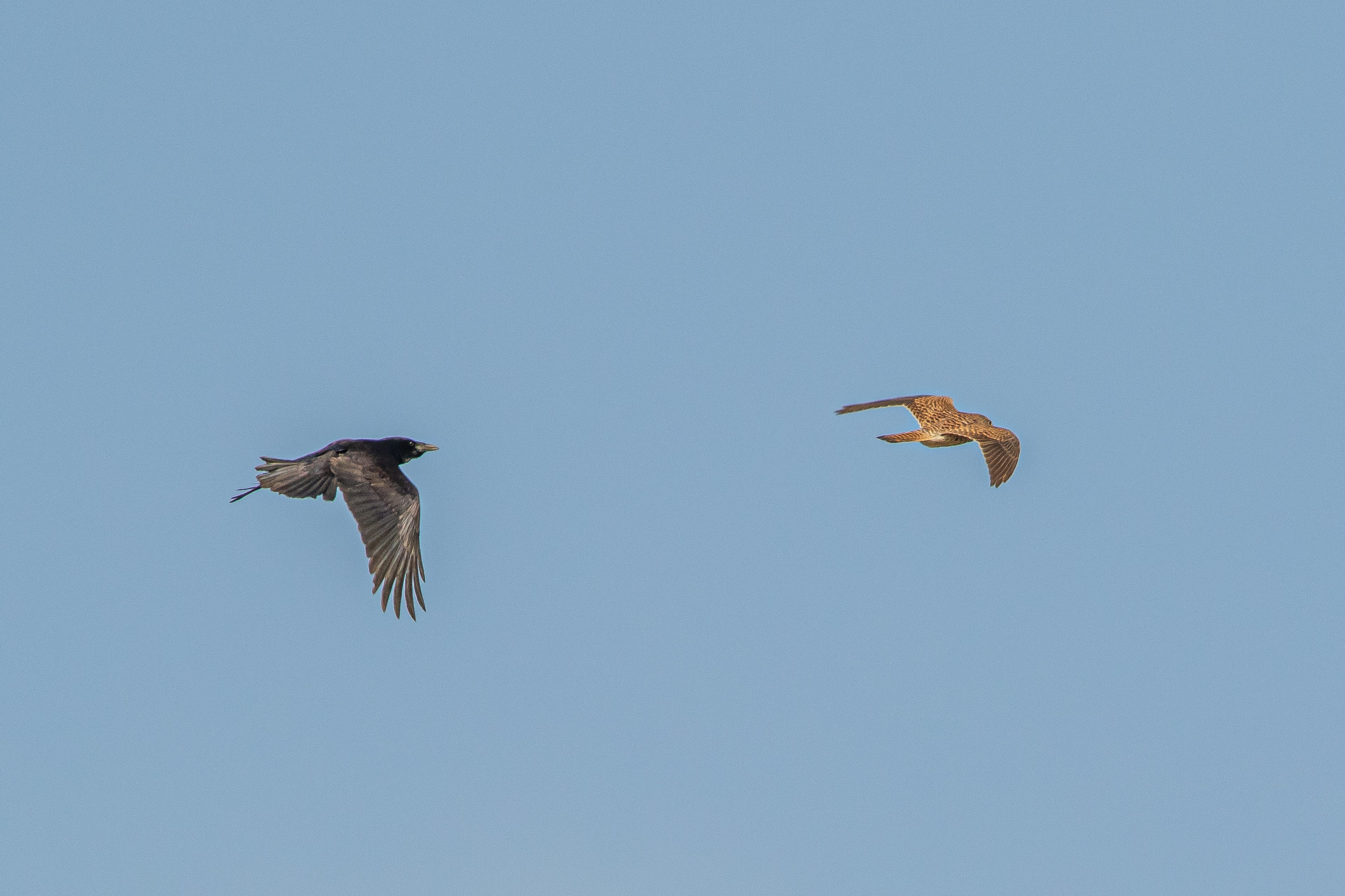 青空を背景に飛ぶ二羽の鳥の画像