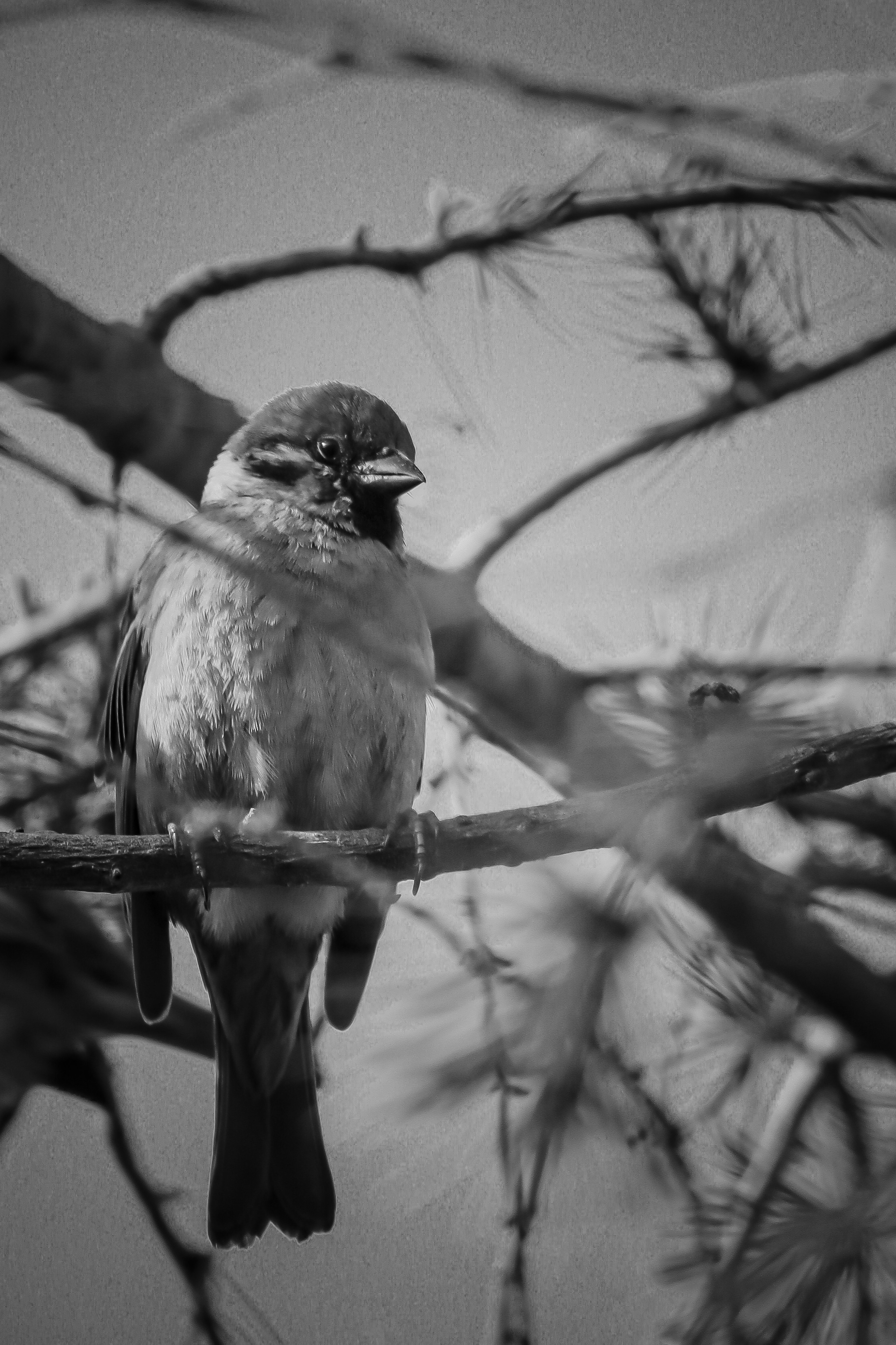 Schwarzweißaufnahme eines Vogels auf einem Ast