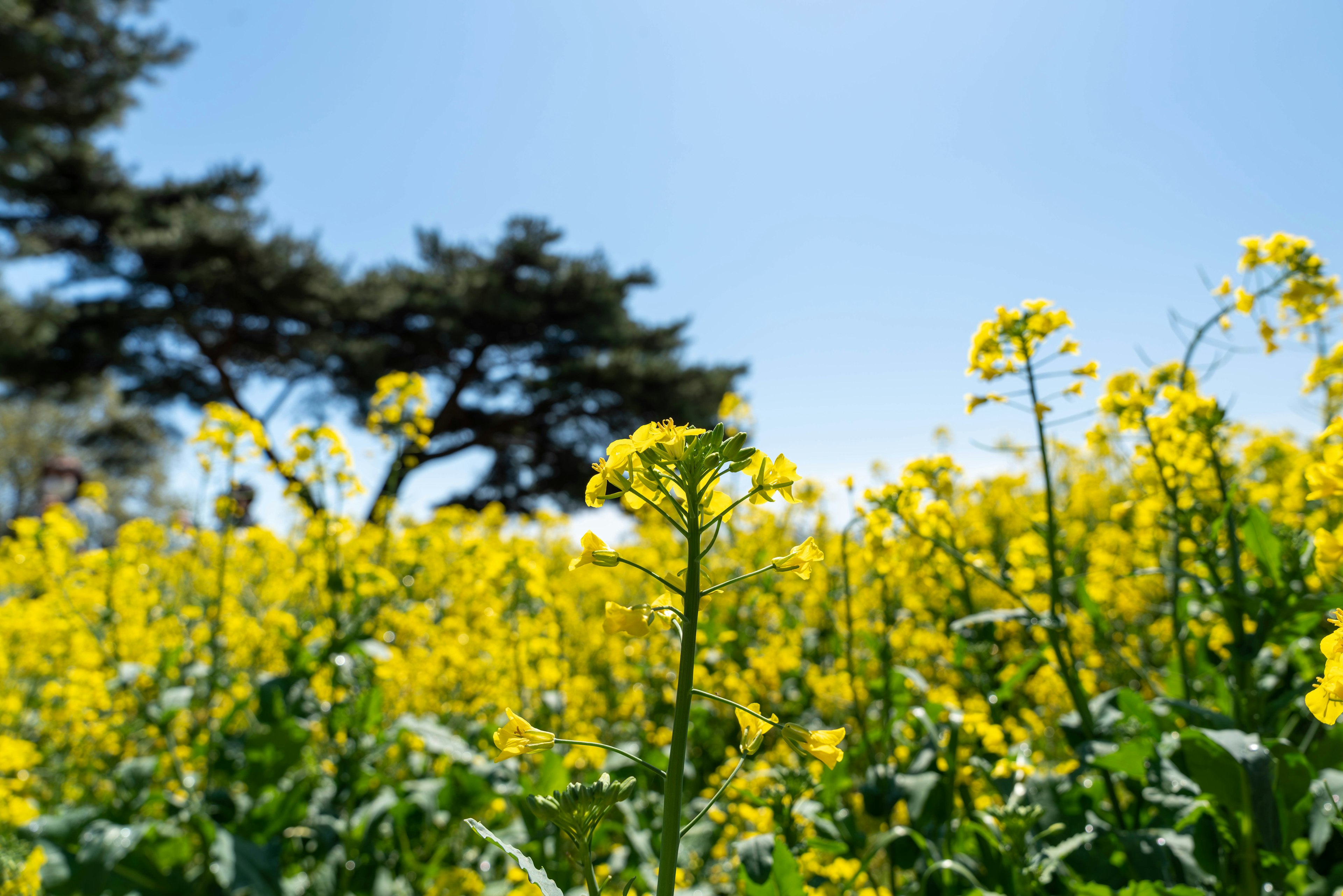 A field of yellow rapeseed flowers under a clear blue sky with green leaves