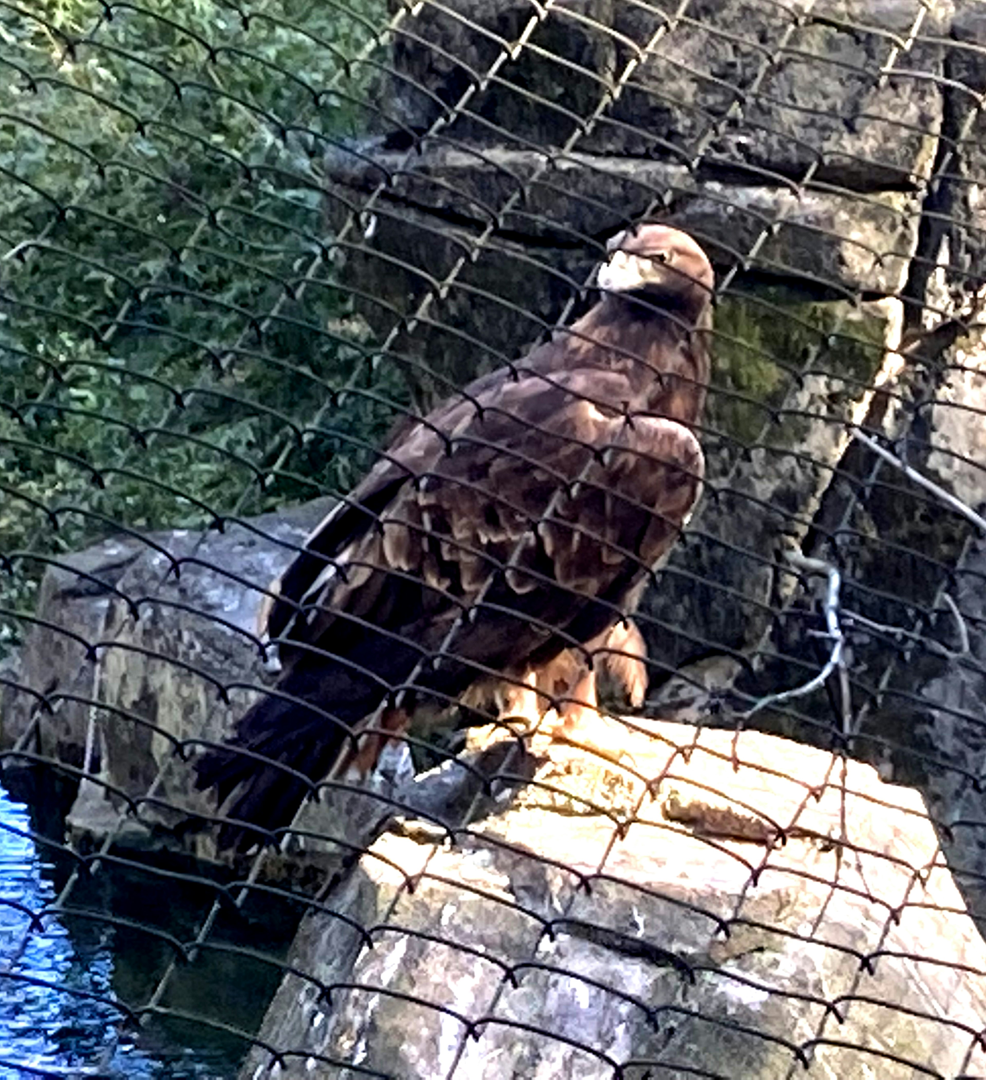 Ein brauner Adler sitzt auf einem Felsen hinter einem Netz