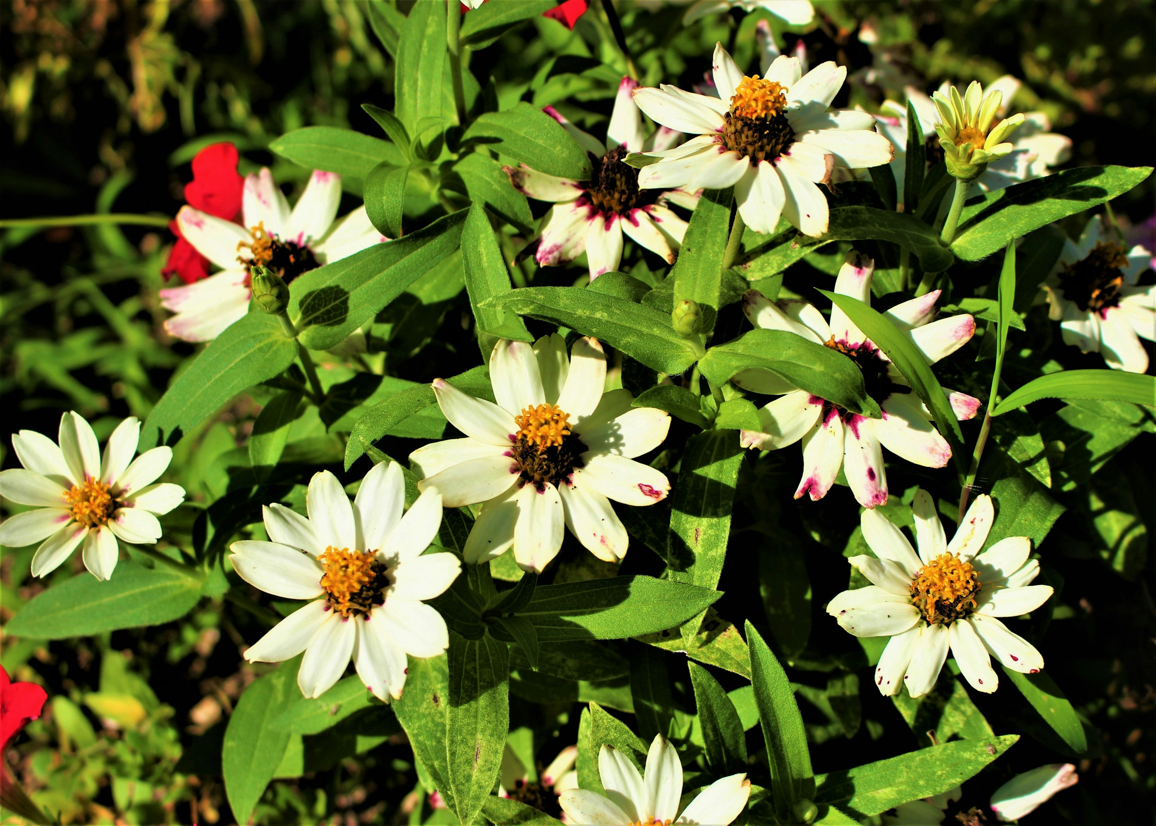 Un jardín con flores blancas en flor y hojas verdes