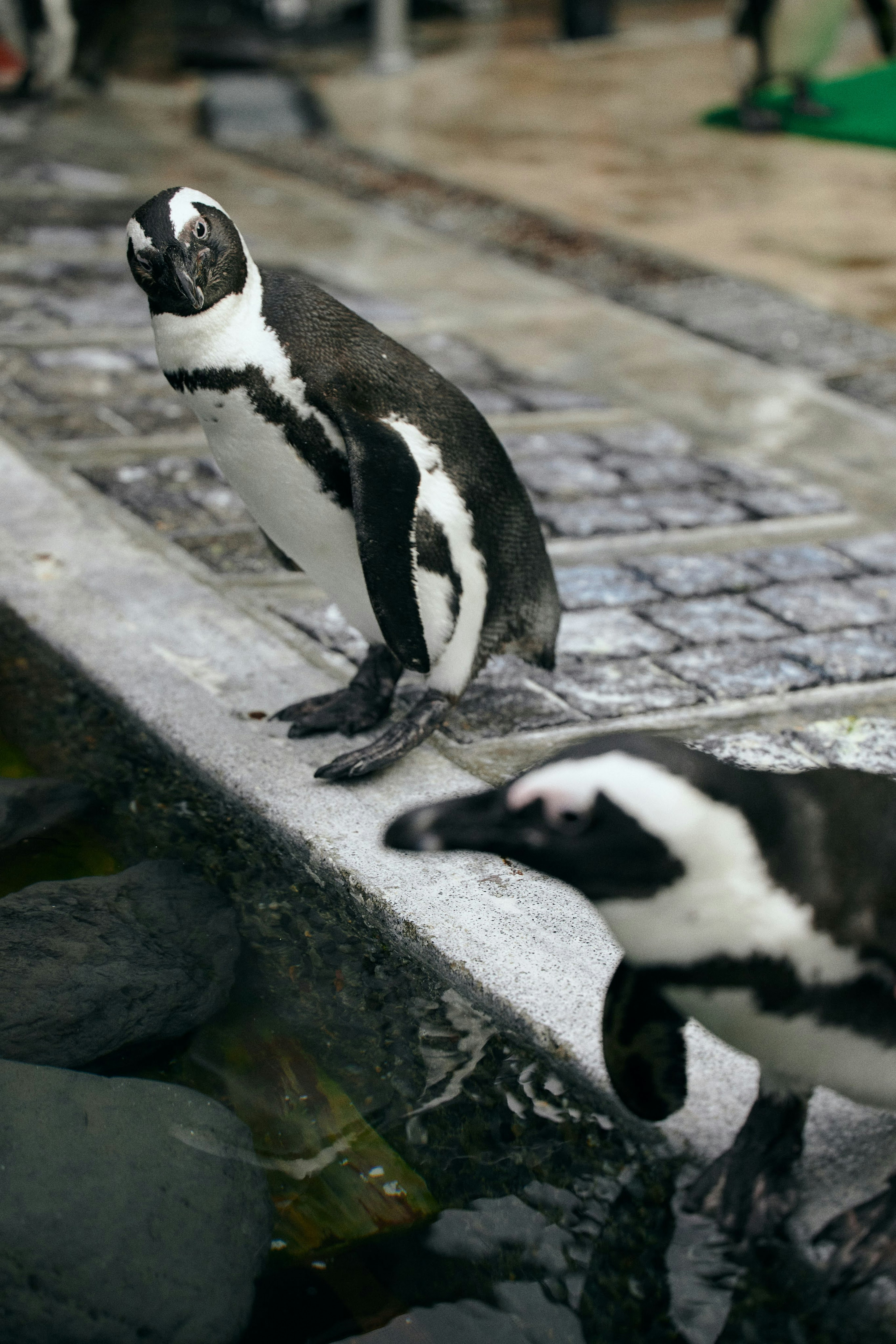 二羽のペンギンが水辺に立っている様子