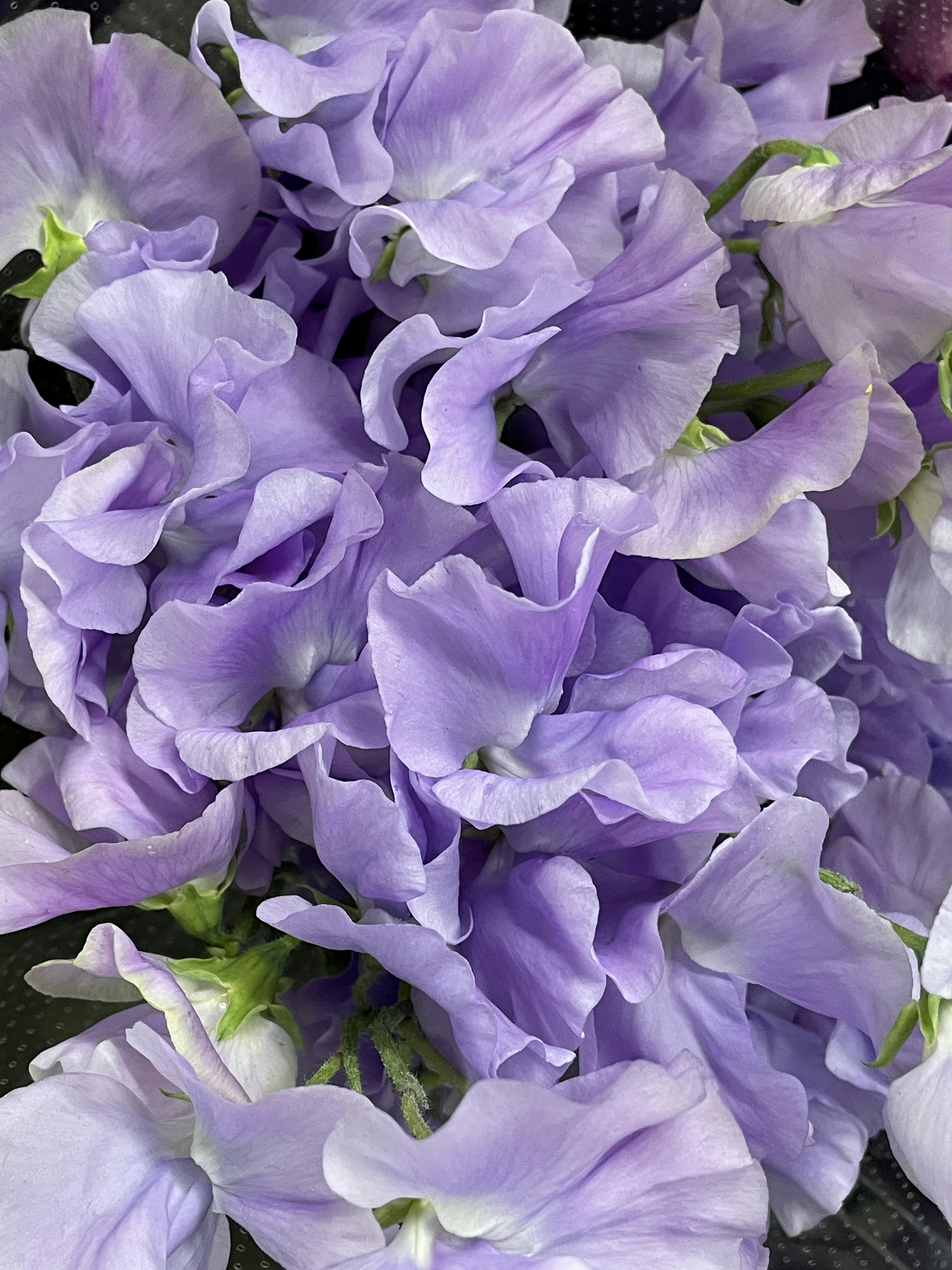 Groupe de fleurs de pois de senteur violettes douces