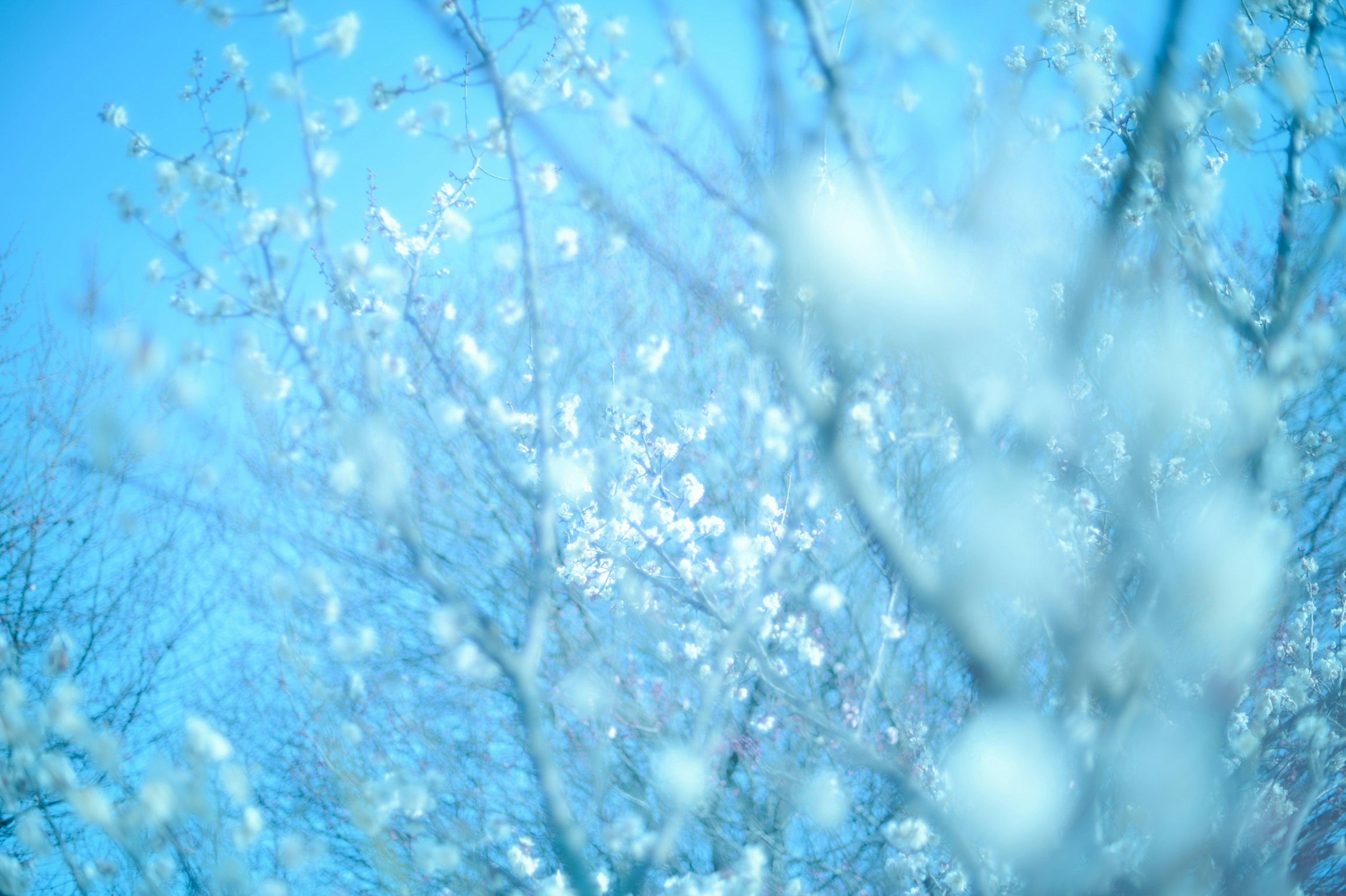 Blurred white flower branches under a blue sky