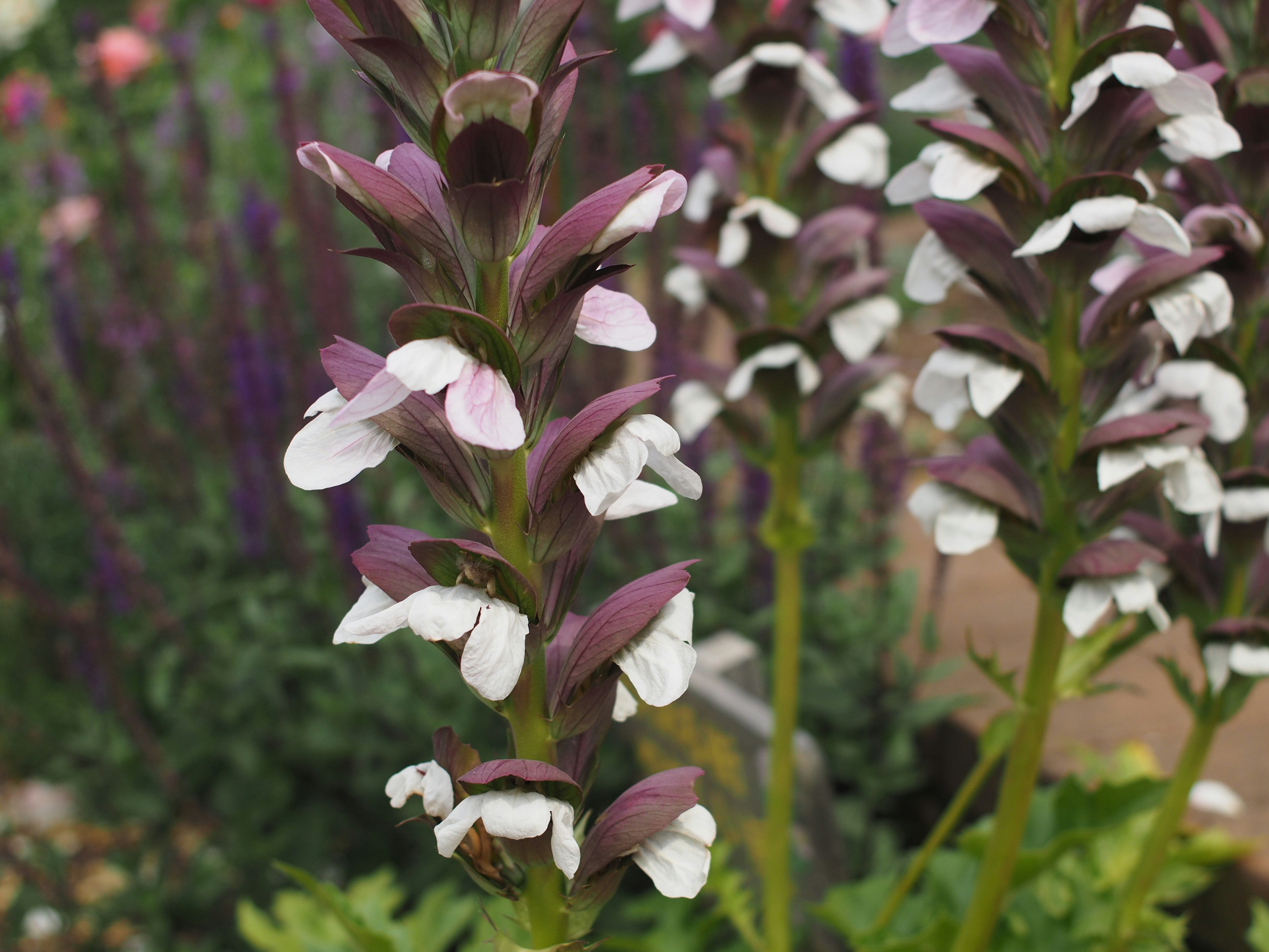 Gros plan d'une plante avec des fleurs blanches et des feuilles violettes