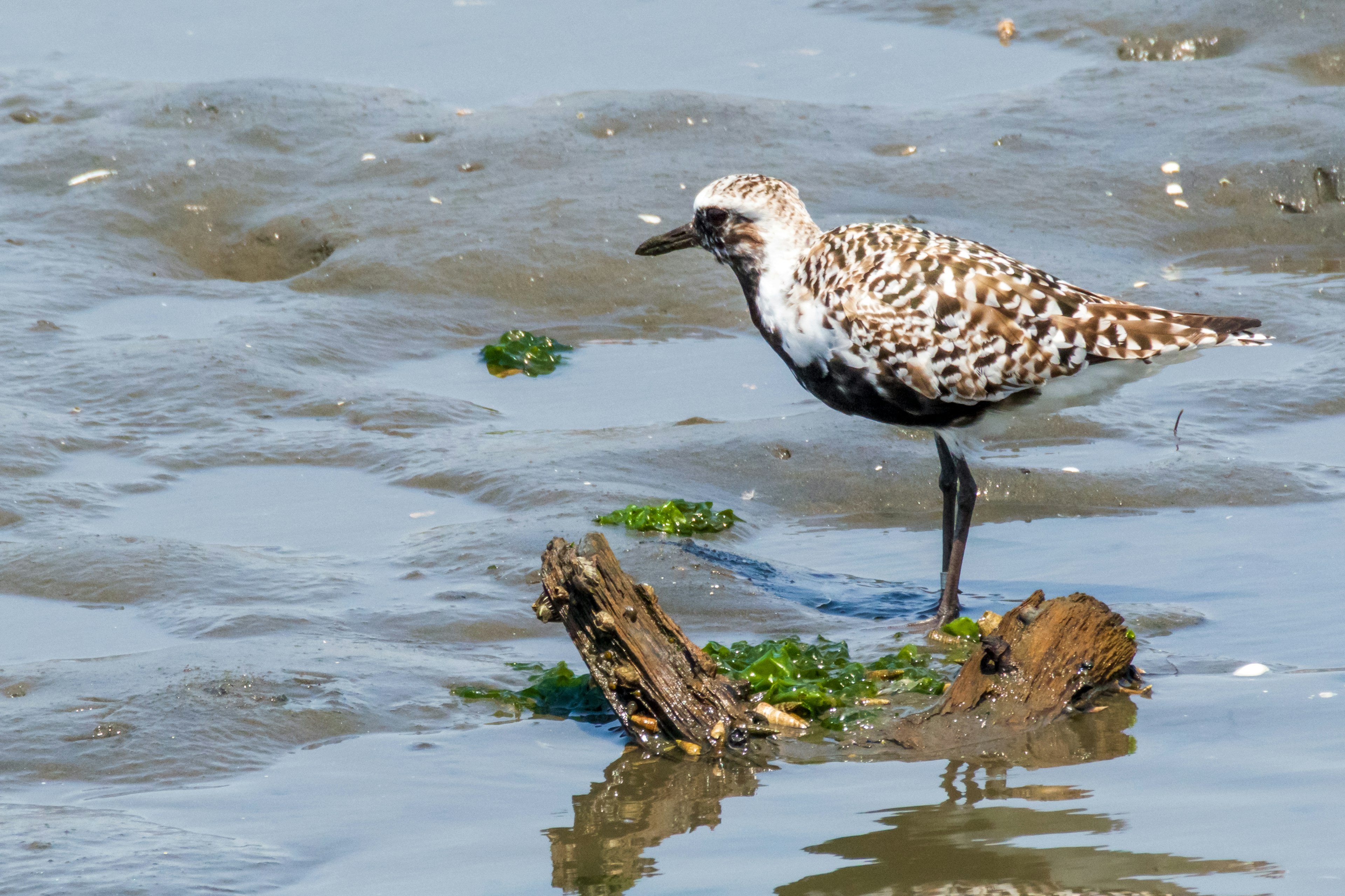 Ein gemusterter Vogel steht auf einem Holzast im flachen Wasser