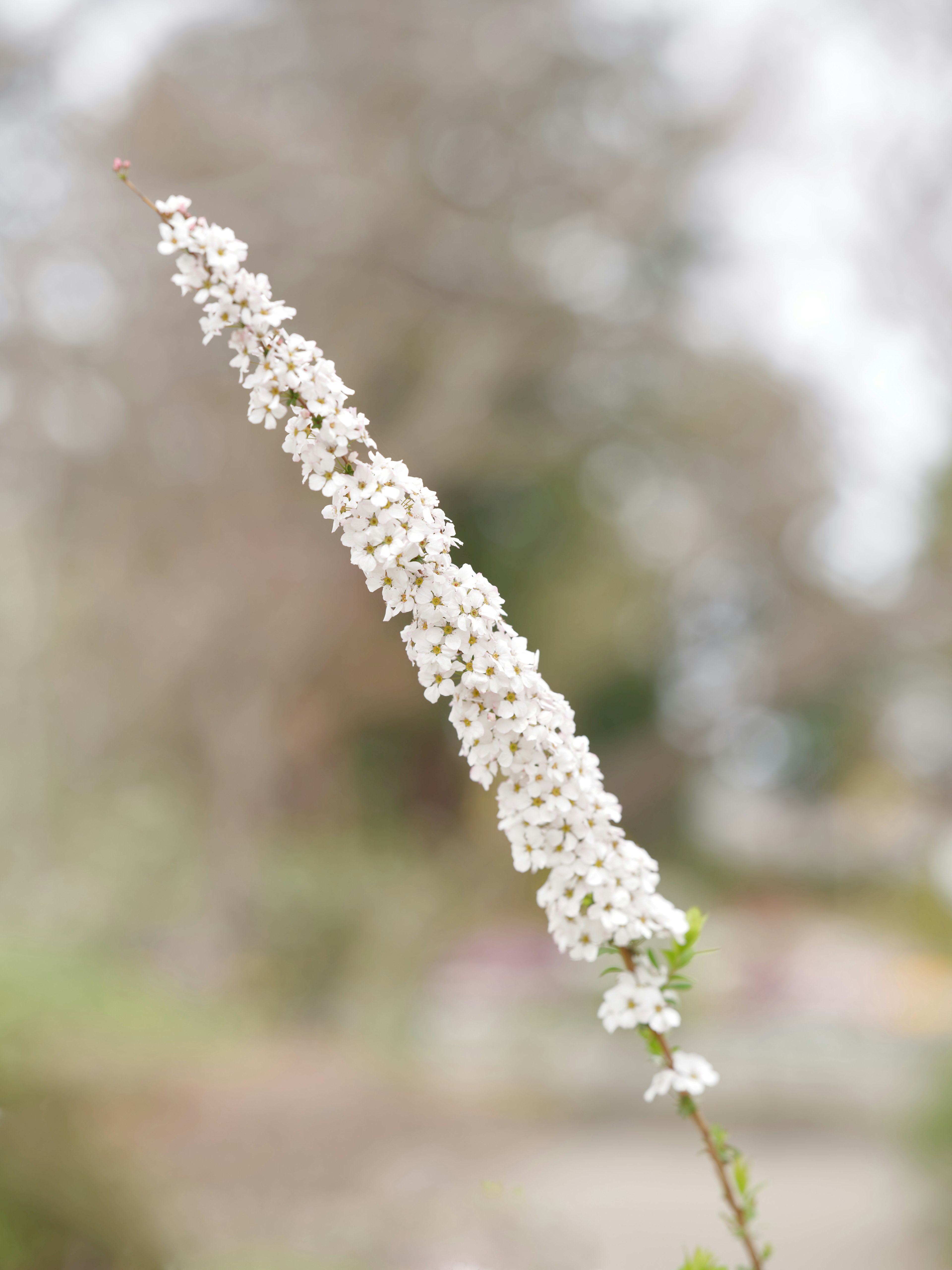 白い花が咲いている細長い茎の植物