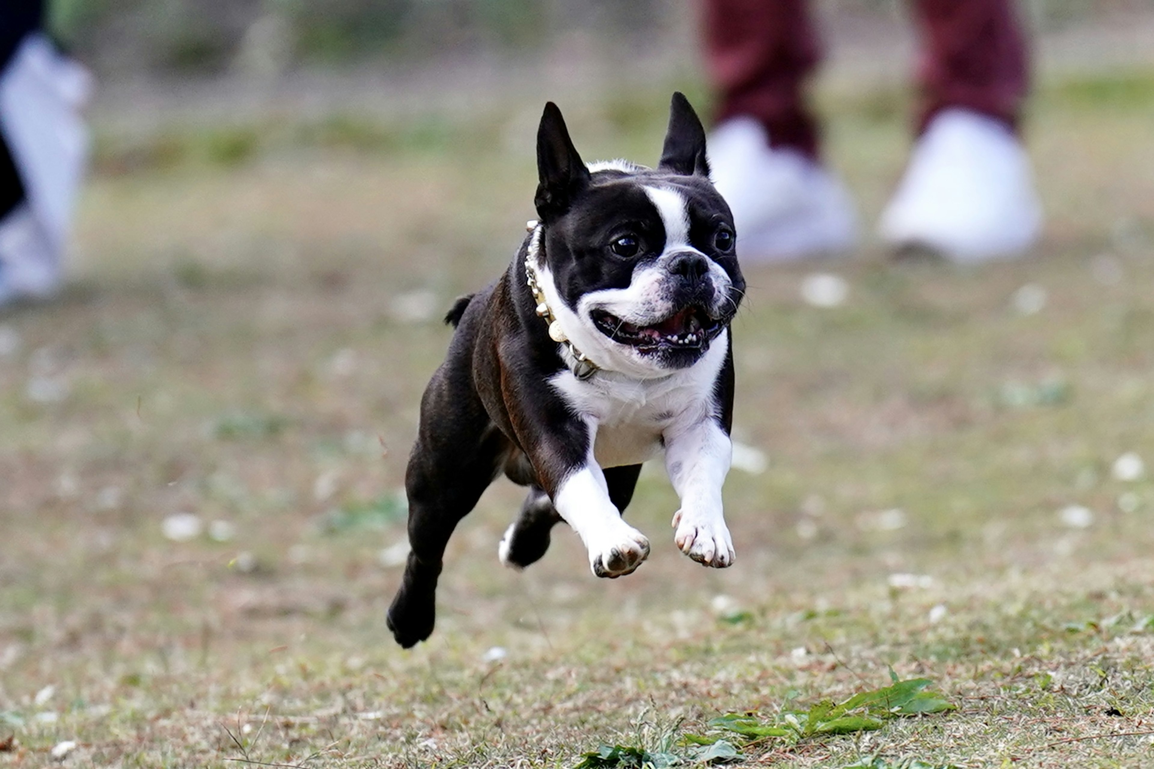 跳んでいるボストンテリアの犬が草の上を走っている