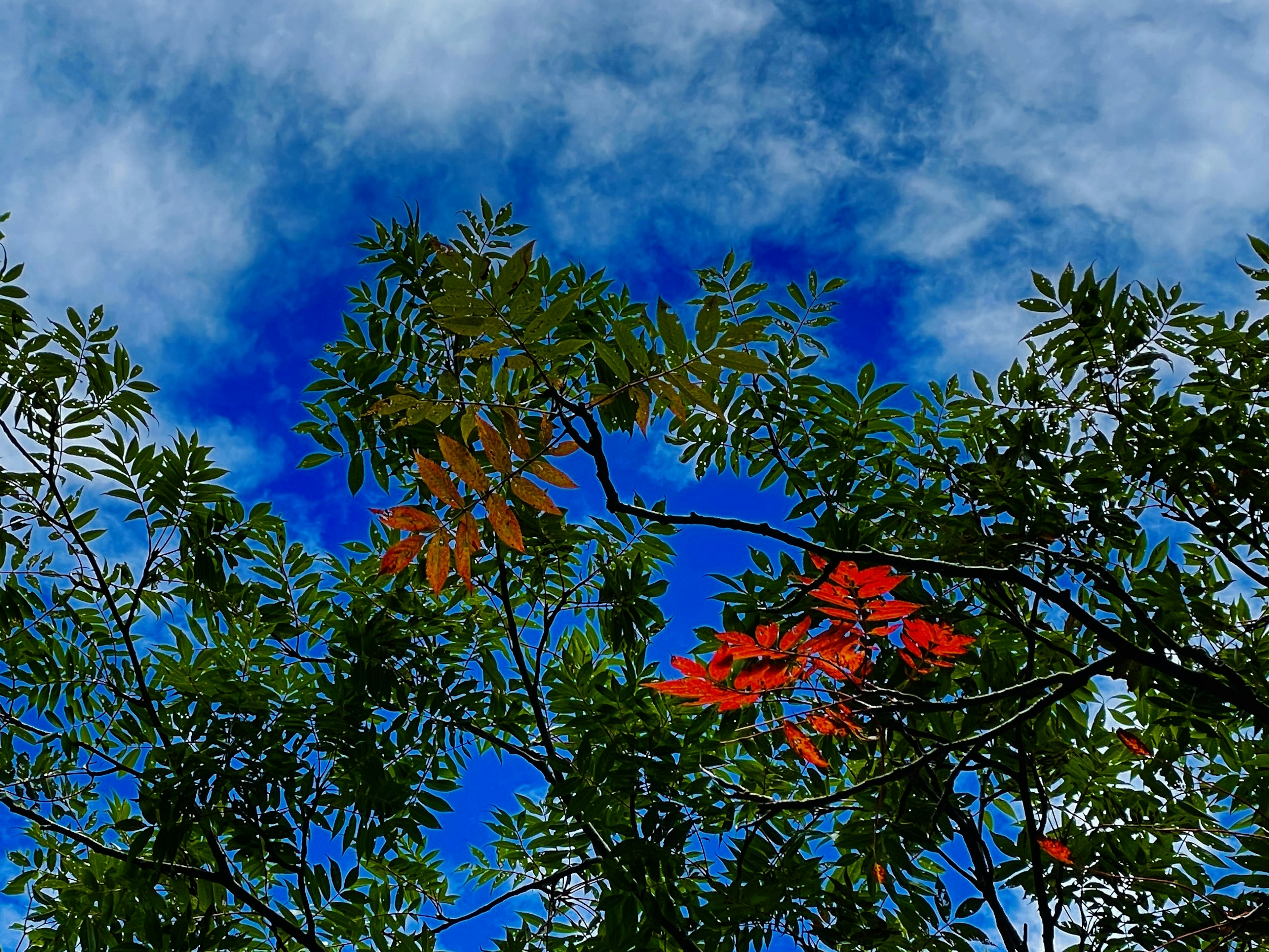 Daun hijau dan bunga merah di bawah langit biru dengan awan