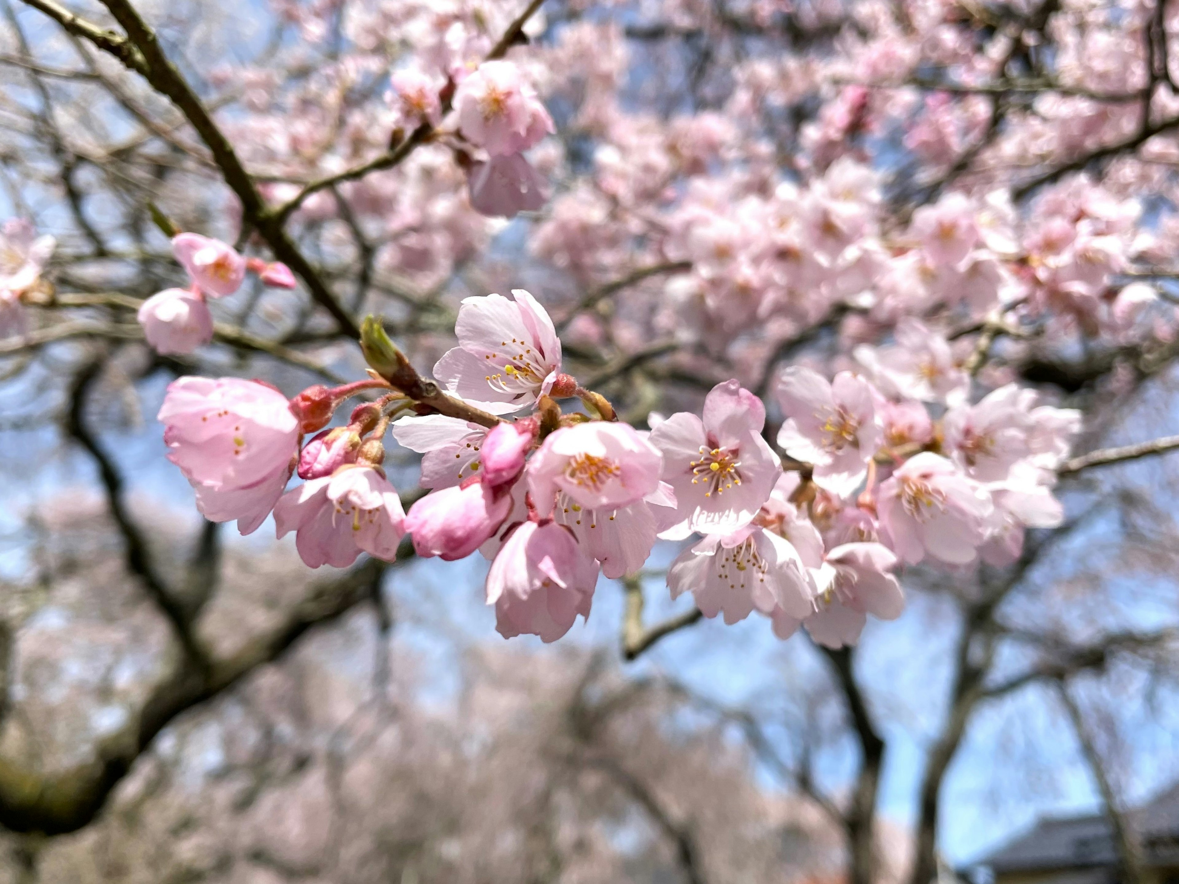 Nahaufnahme von Kirschblütenzweigen mit rosa Blüten vor blauem Himmel