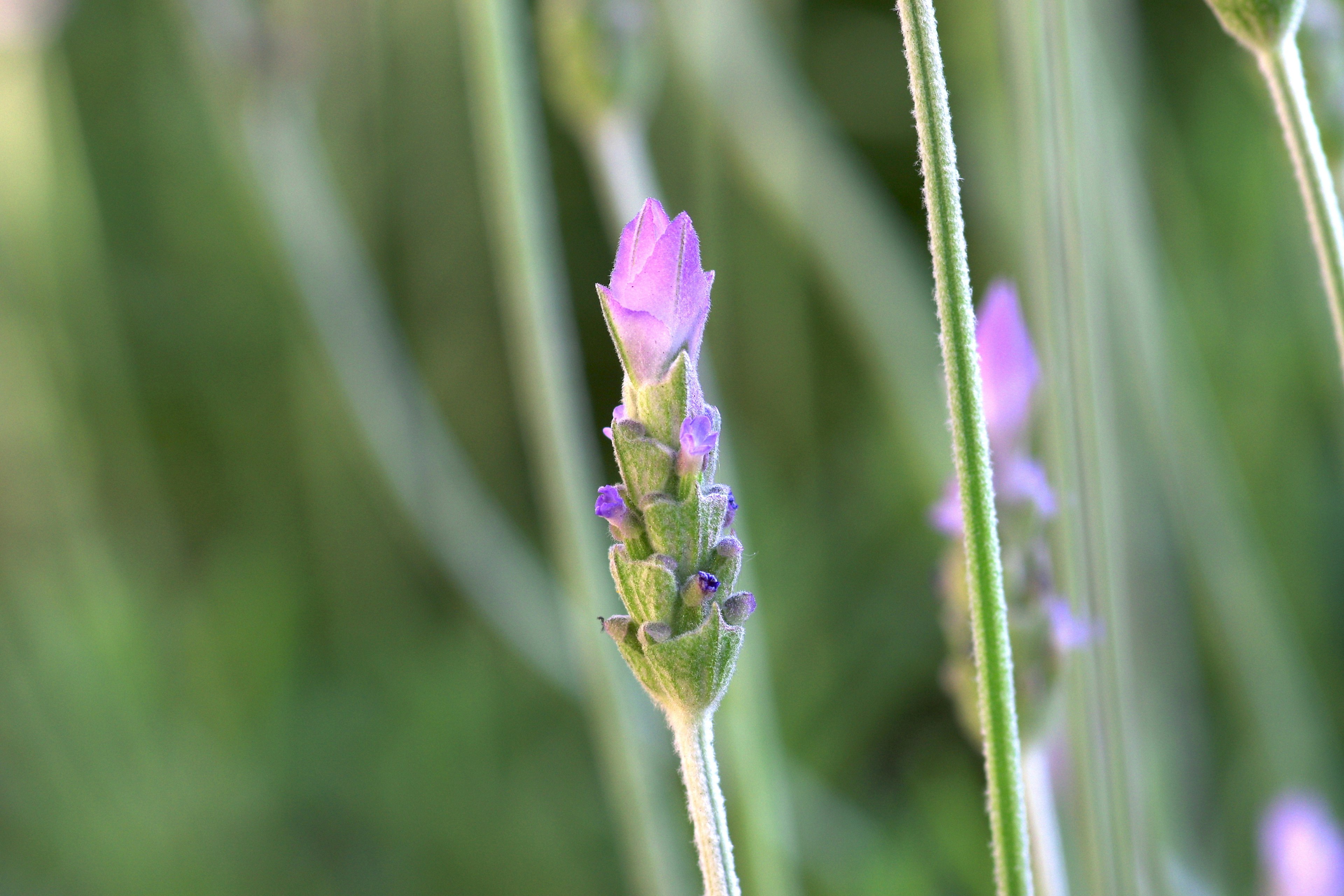 Close-up dari kuncup lavender dengan bunga ungu di latar belakang hijau