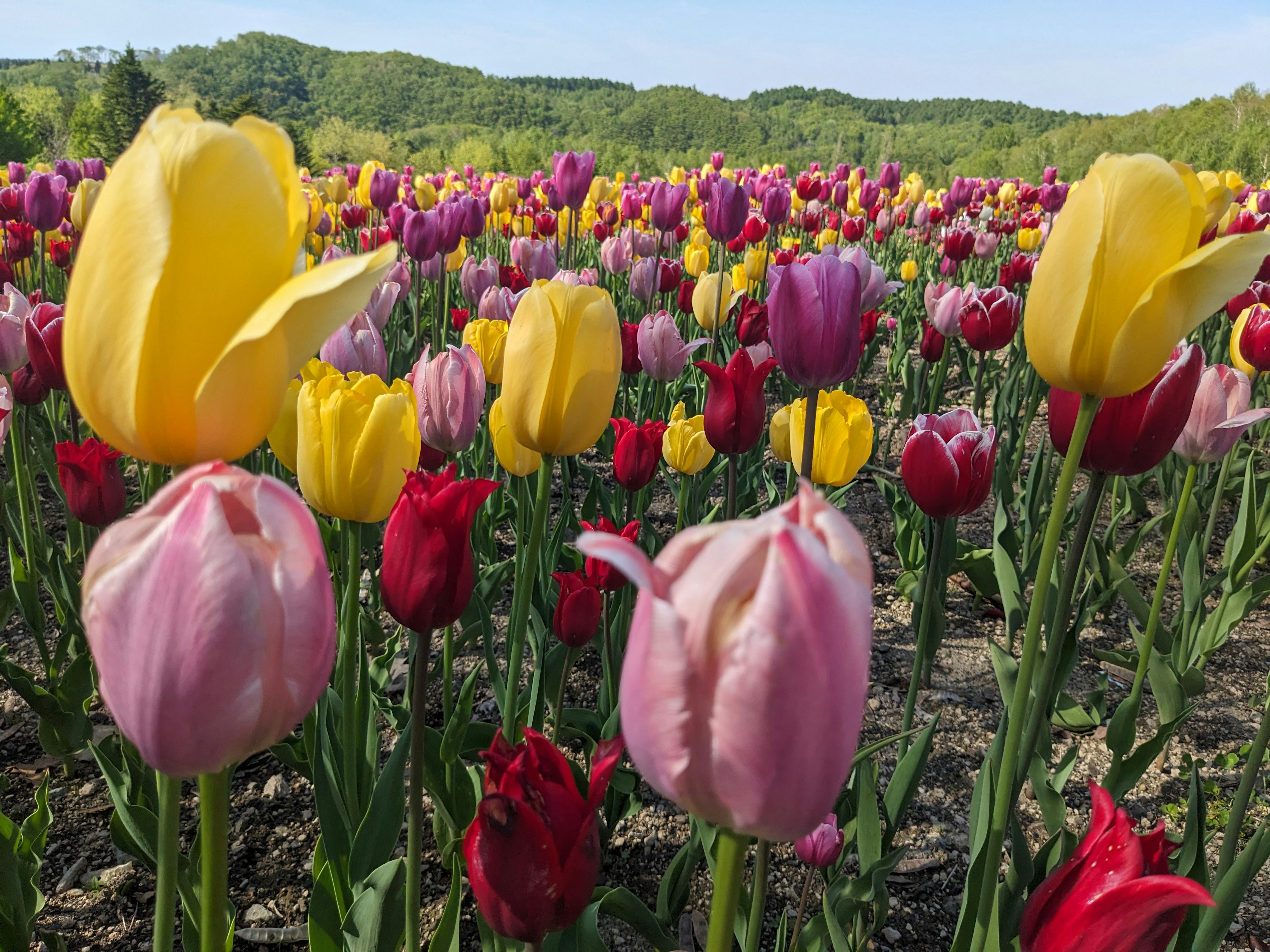 ทุ่งทิวลิปที่มีชีวิตชีวาพร้อมดอกไม้สีเหลือง สีชมพู และสีแดงที่เบ่งบานเต็มที่