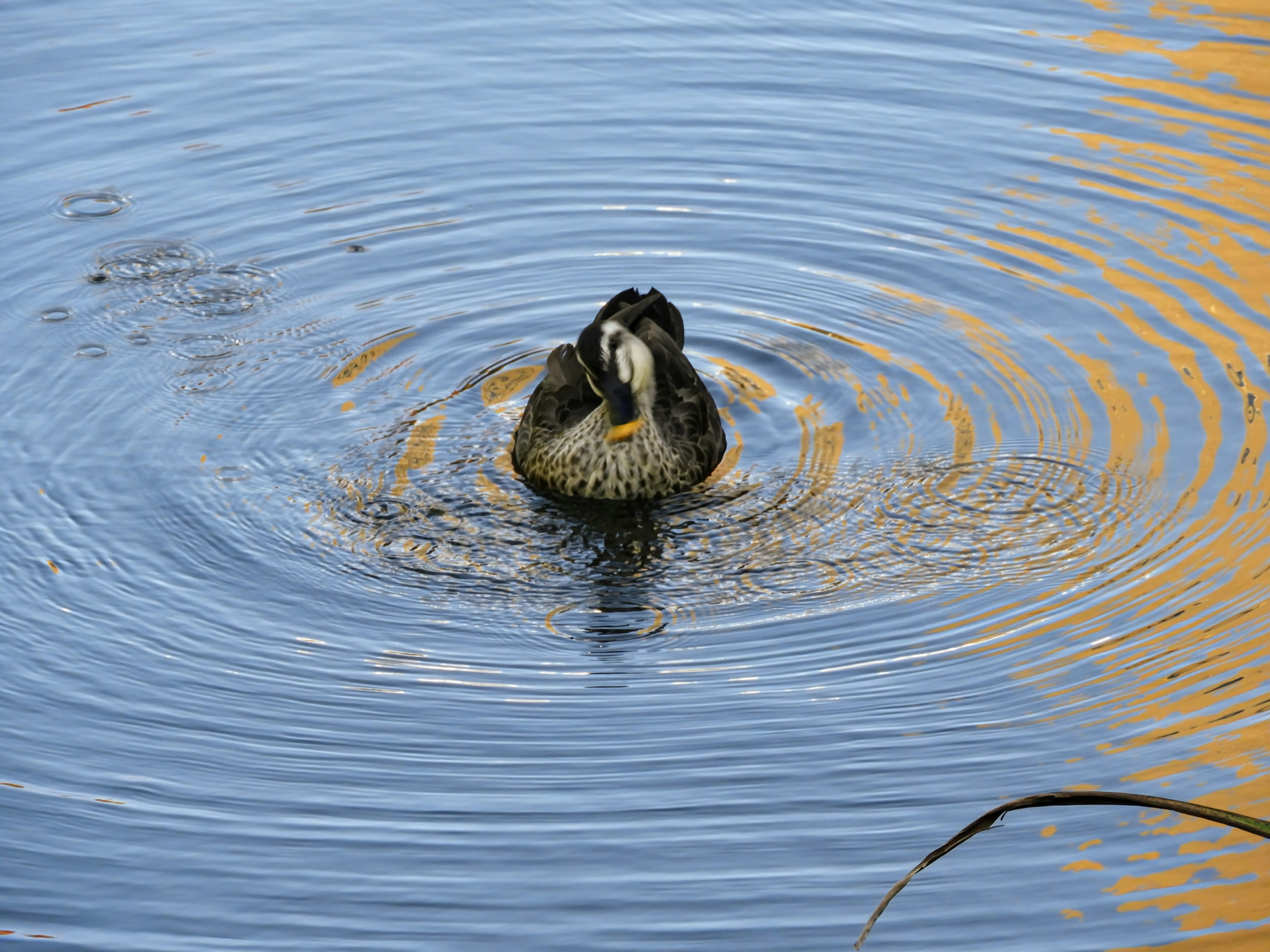 Canard nageant dans l'eau ondulante avec des reflets orange