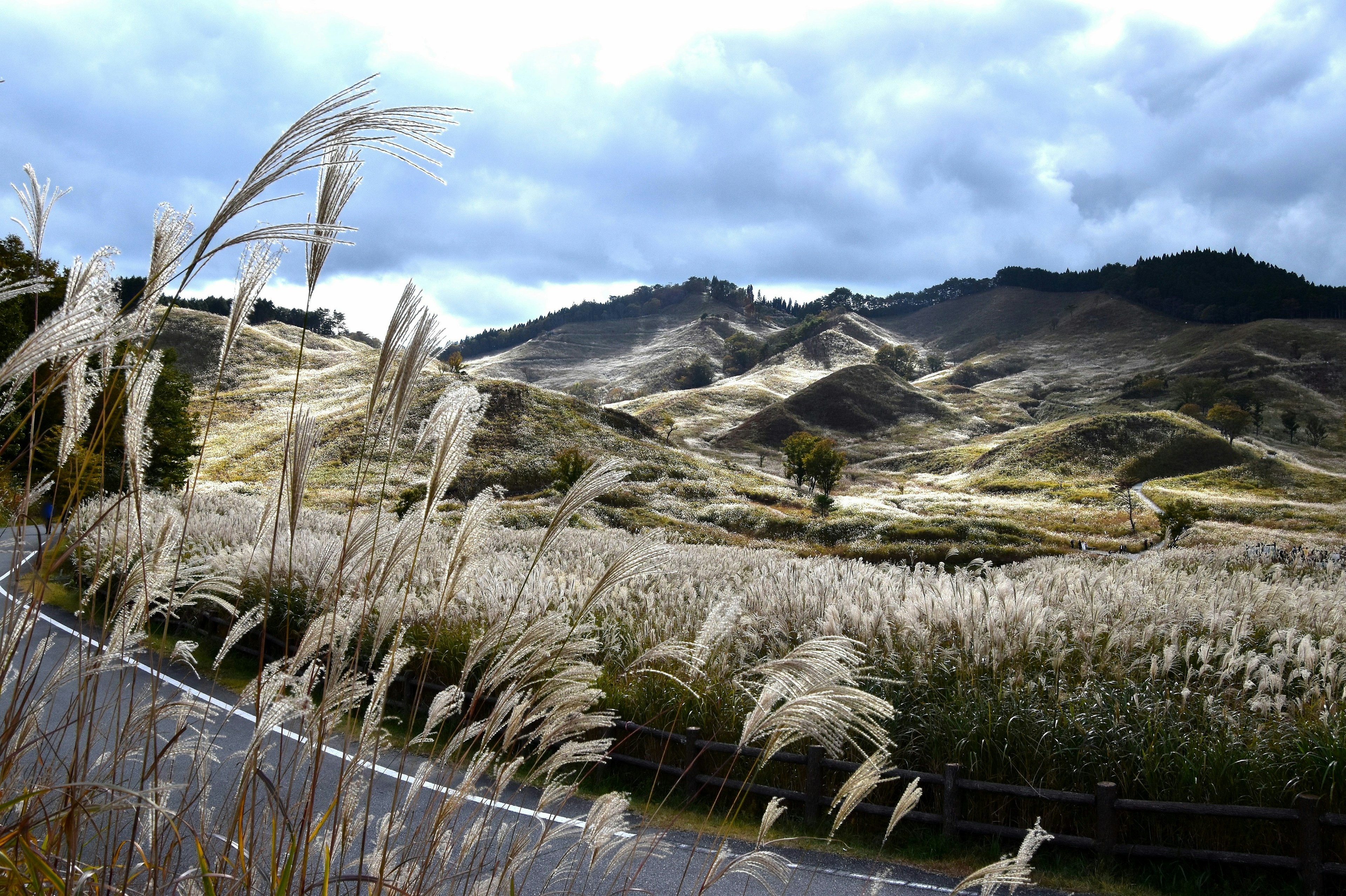 Paysage vaste de roseaux pampas et collines ondulantes