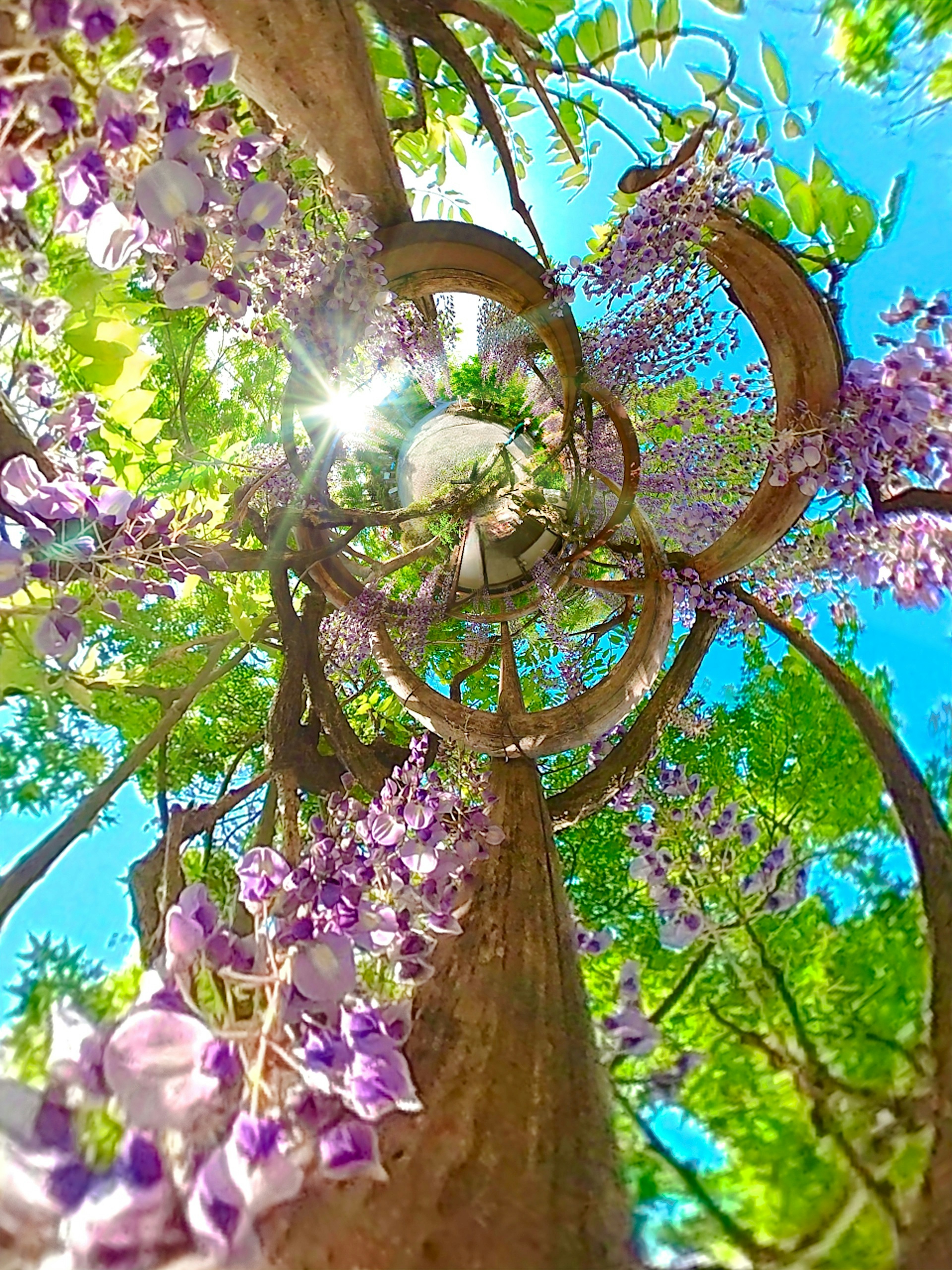 青空を背景にした藤の花が咲く木のトンネル