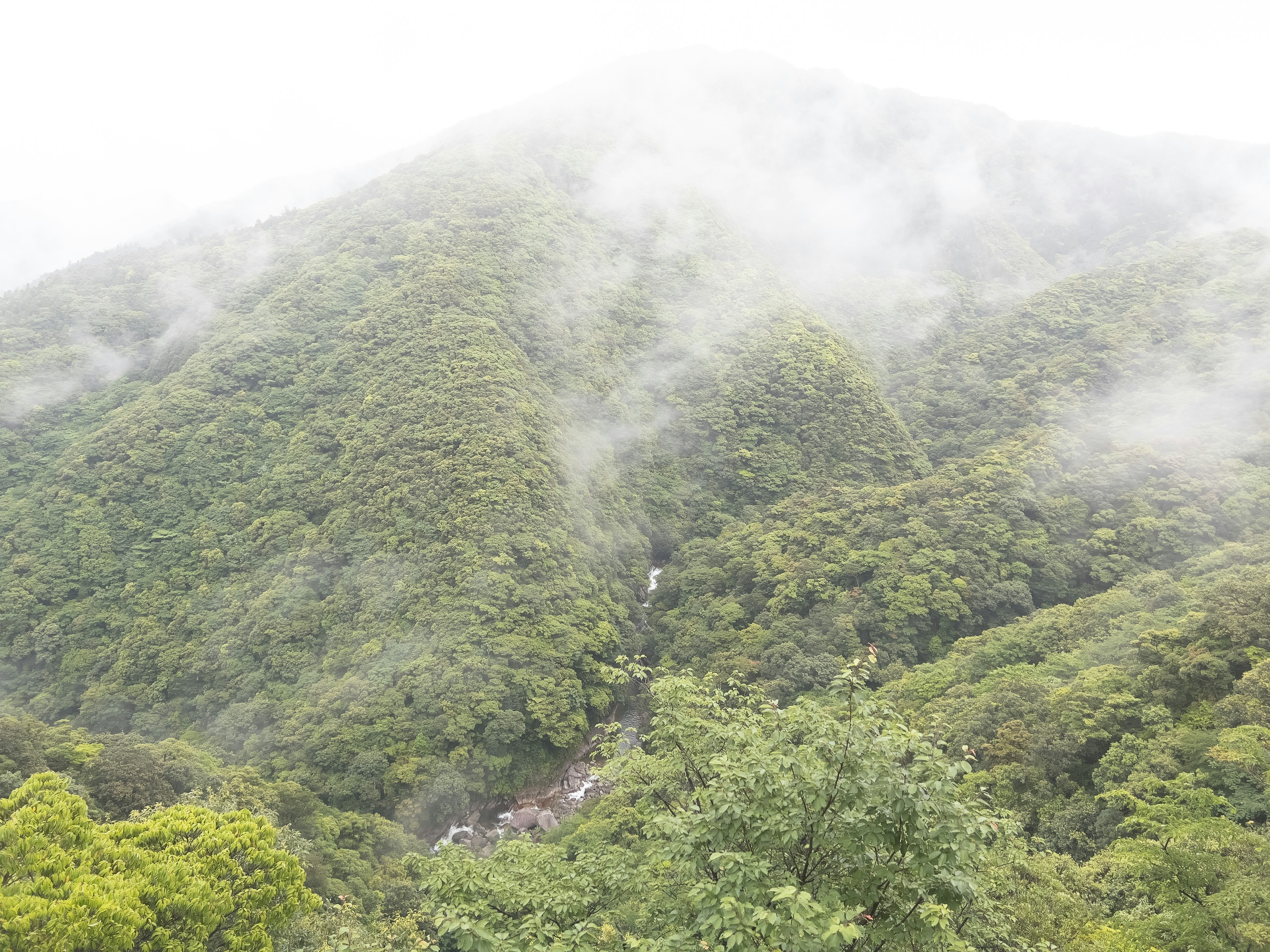 霧に包まれた緑豊かな山々の景色