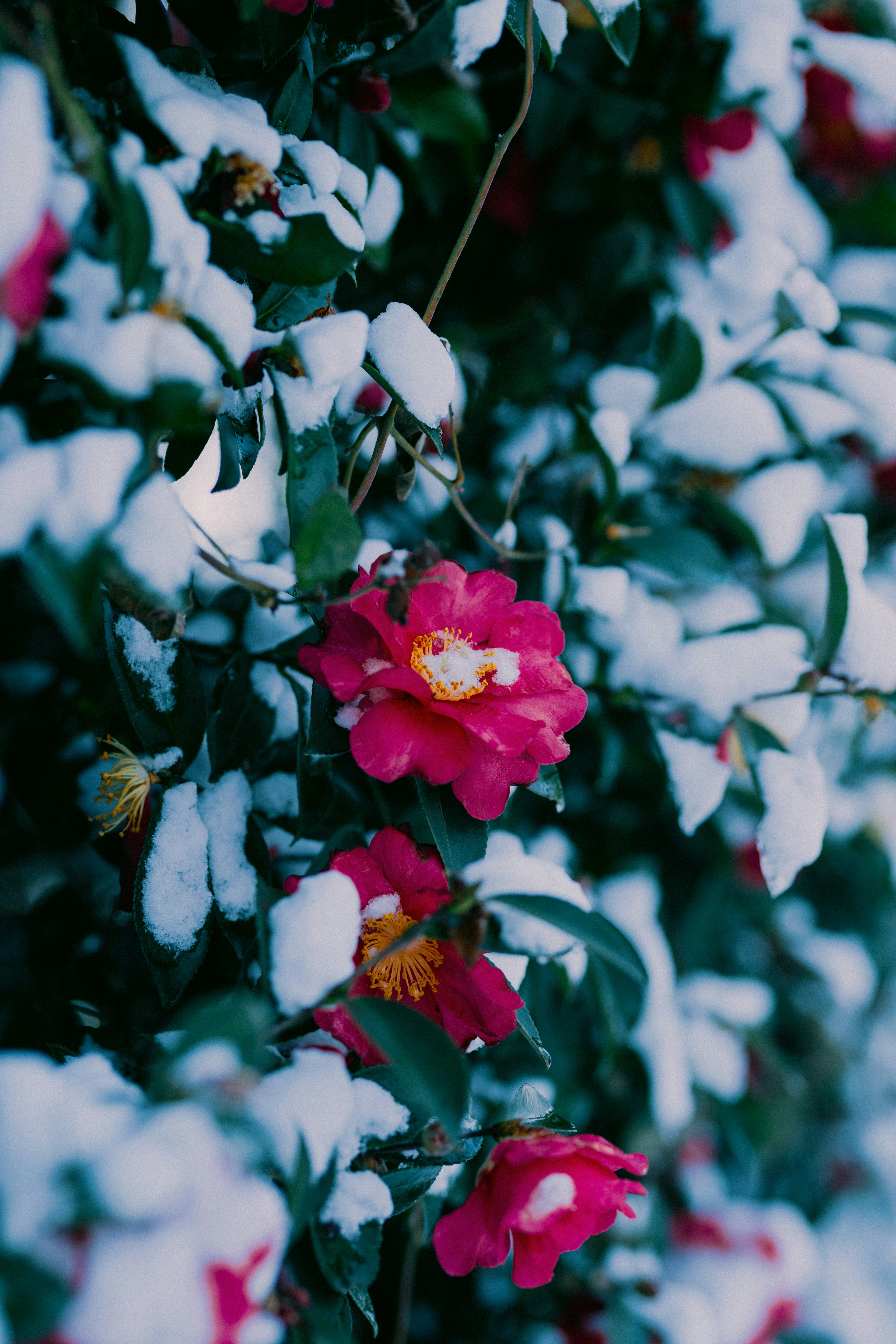 Des fleurs de camélia en fleurs parmi des feuilles recouvertes de neige