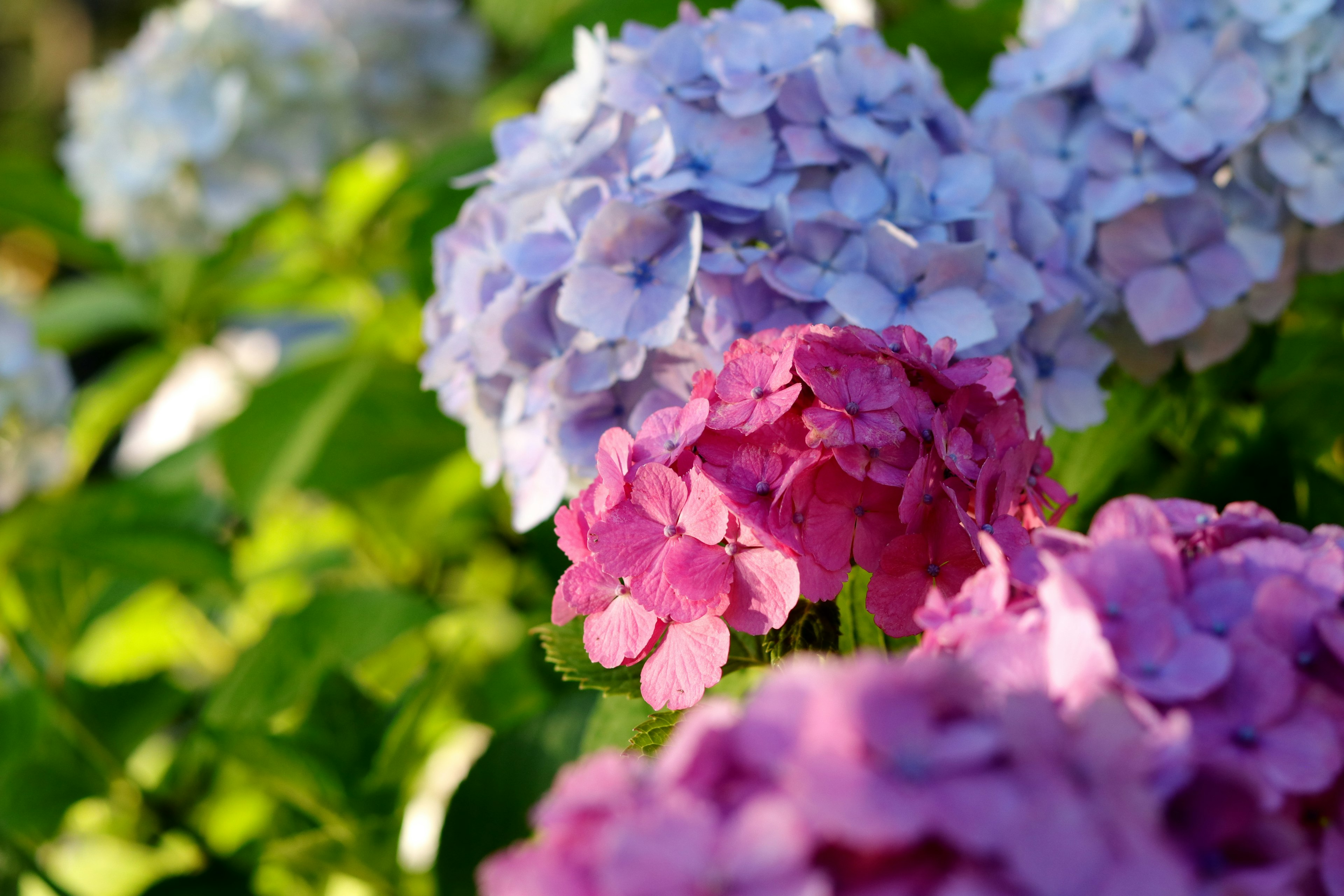 Hortensienblüten in Blau- und Rosatönen, die in einem Garten blühen