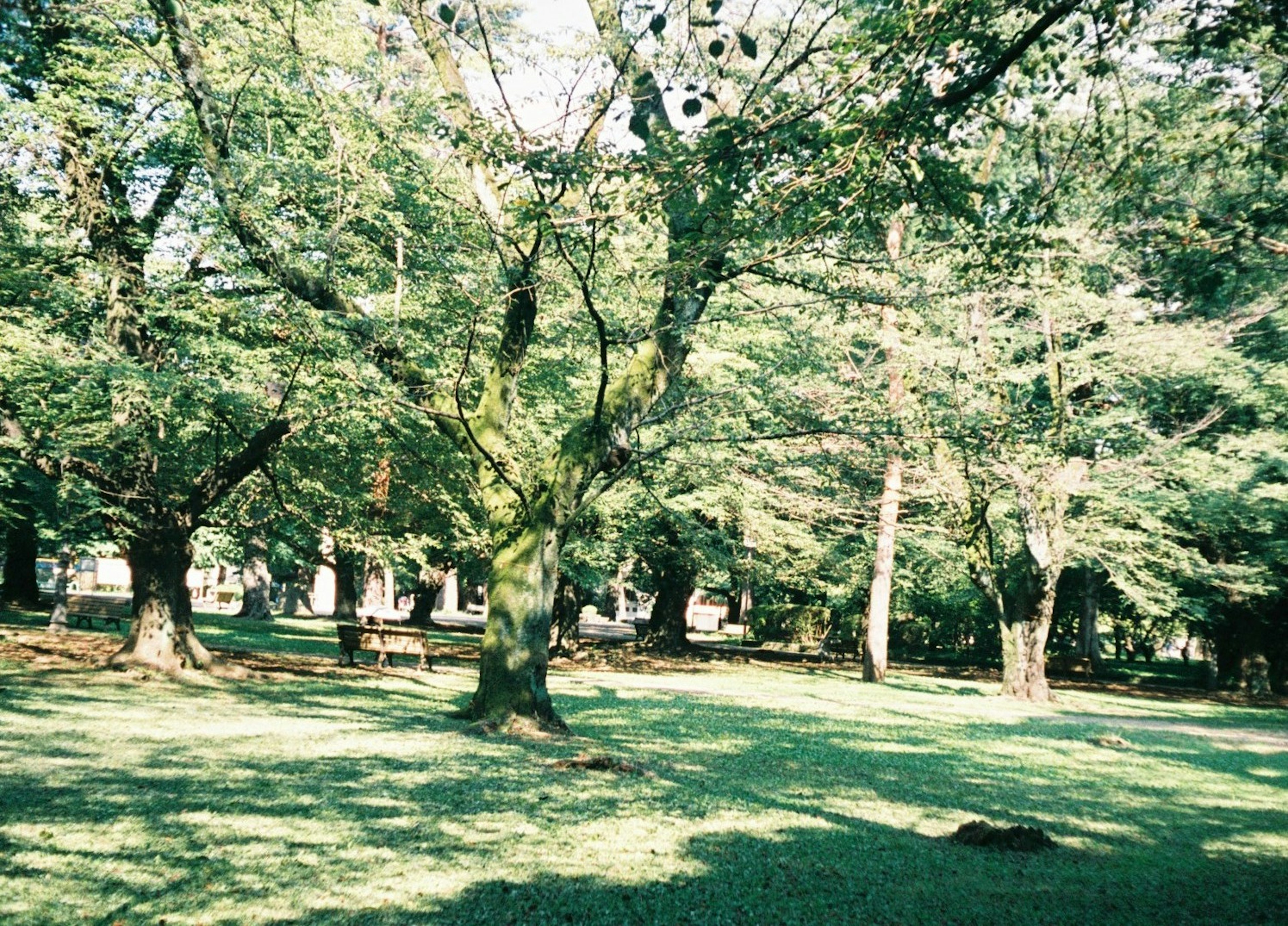 Escena de parque exuberante con árboles y césped