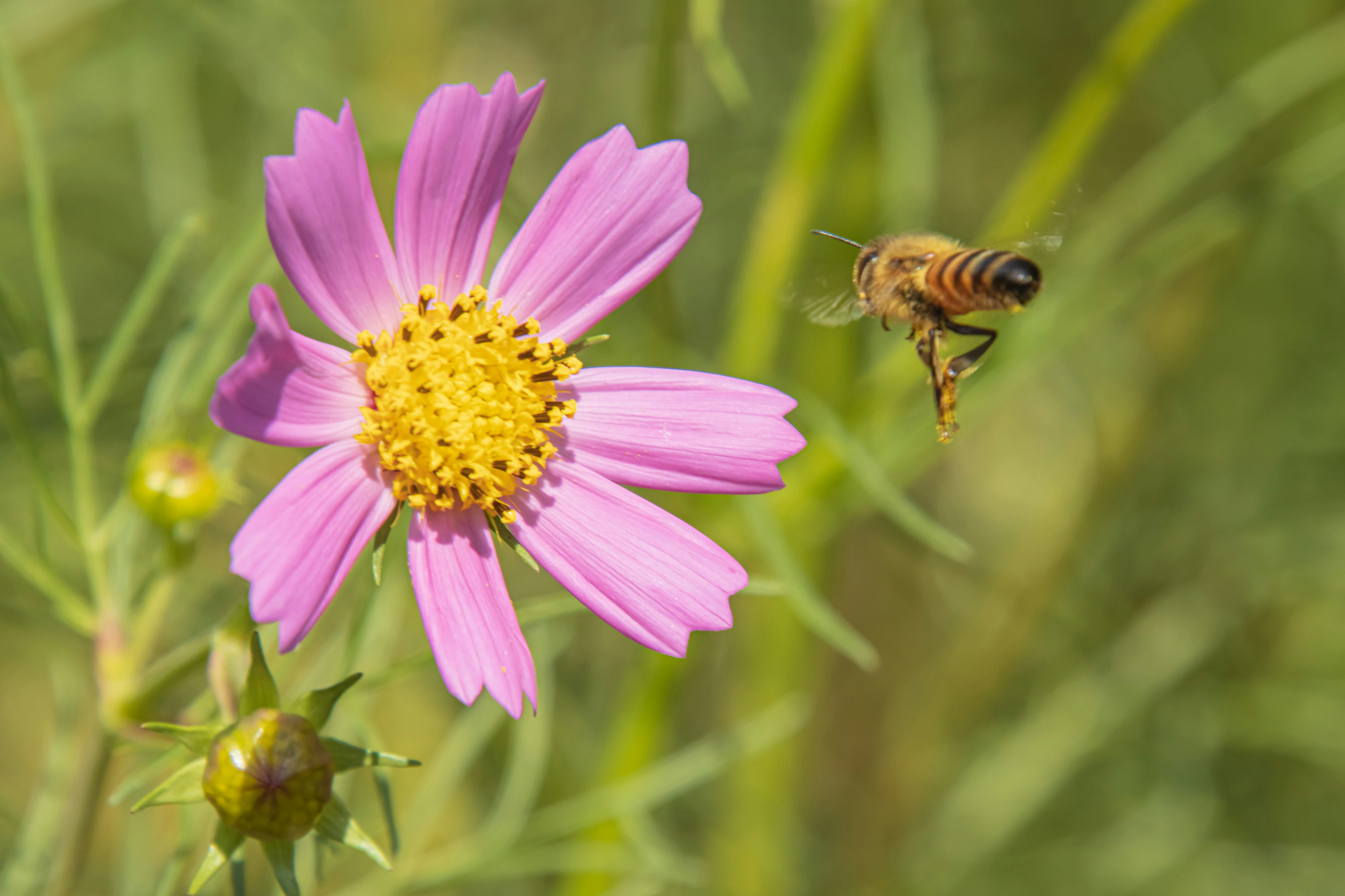 ピンクの花とその周りを飛ぶ蜂のクローズアップ